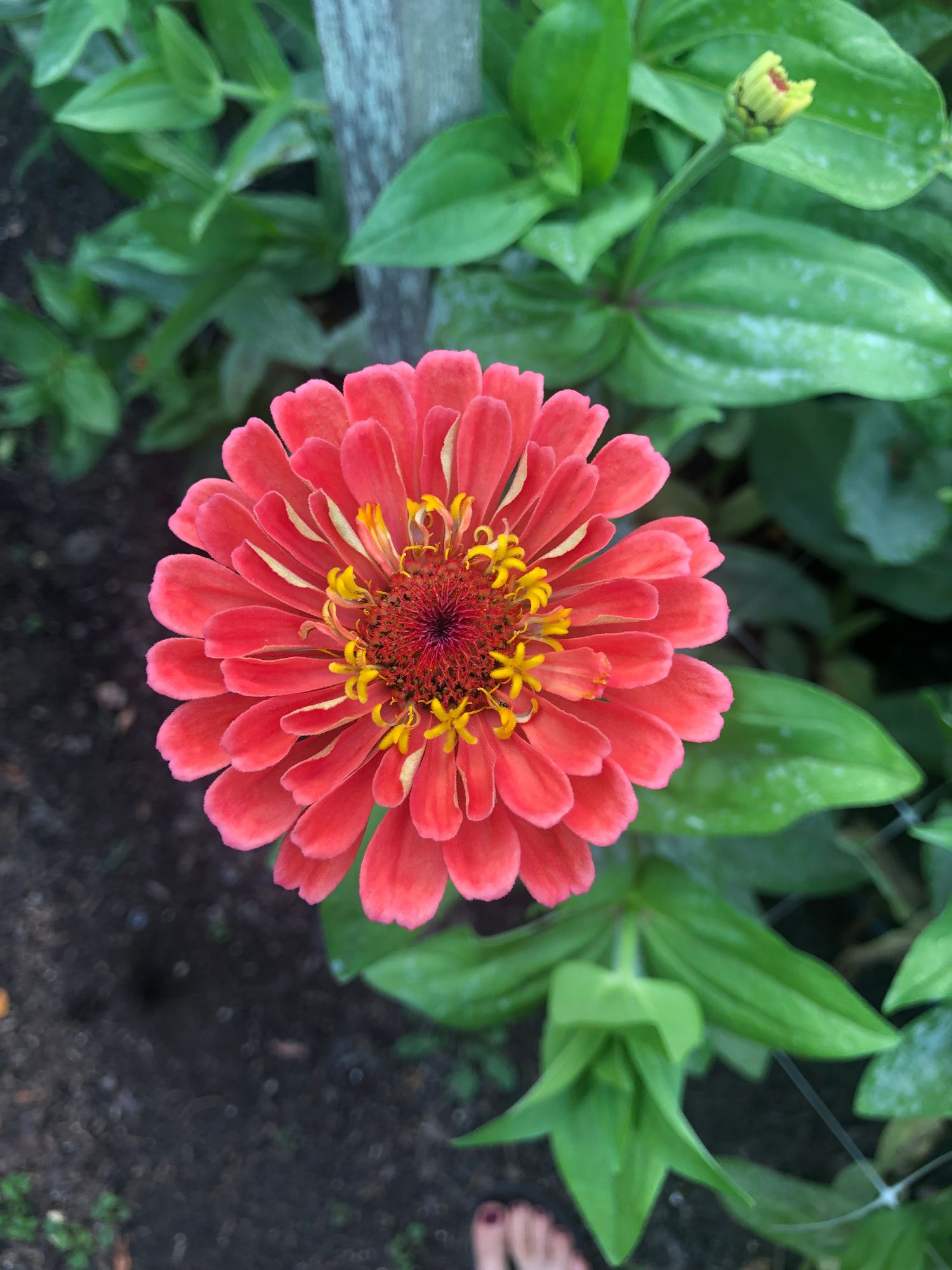 ZINNIA elegans Benarys Giant Salmon Rose