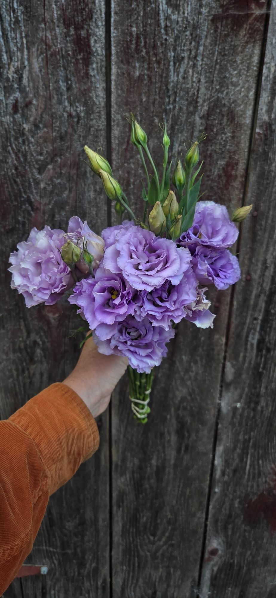 EUSTOMA grandiflorum Corelli 2 Lavender