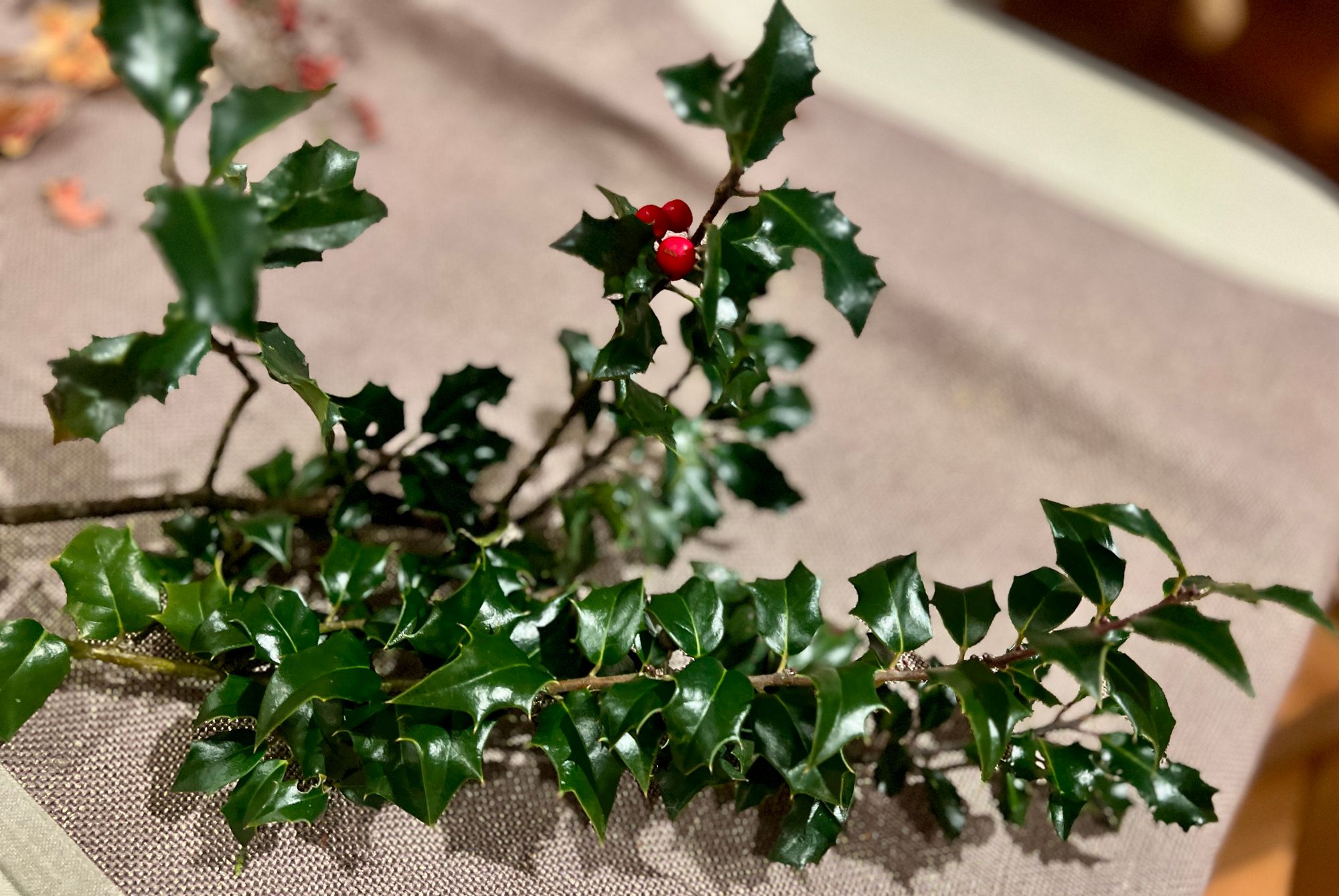 ILEX x meserveae