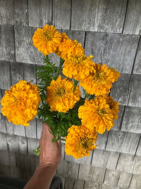 TAGETES erecta