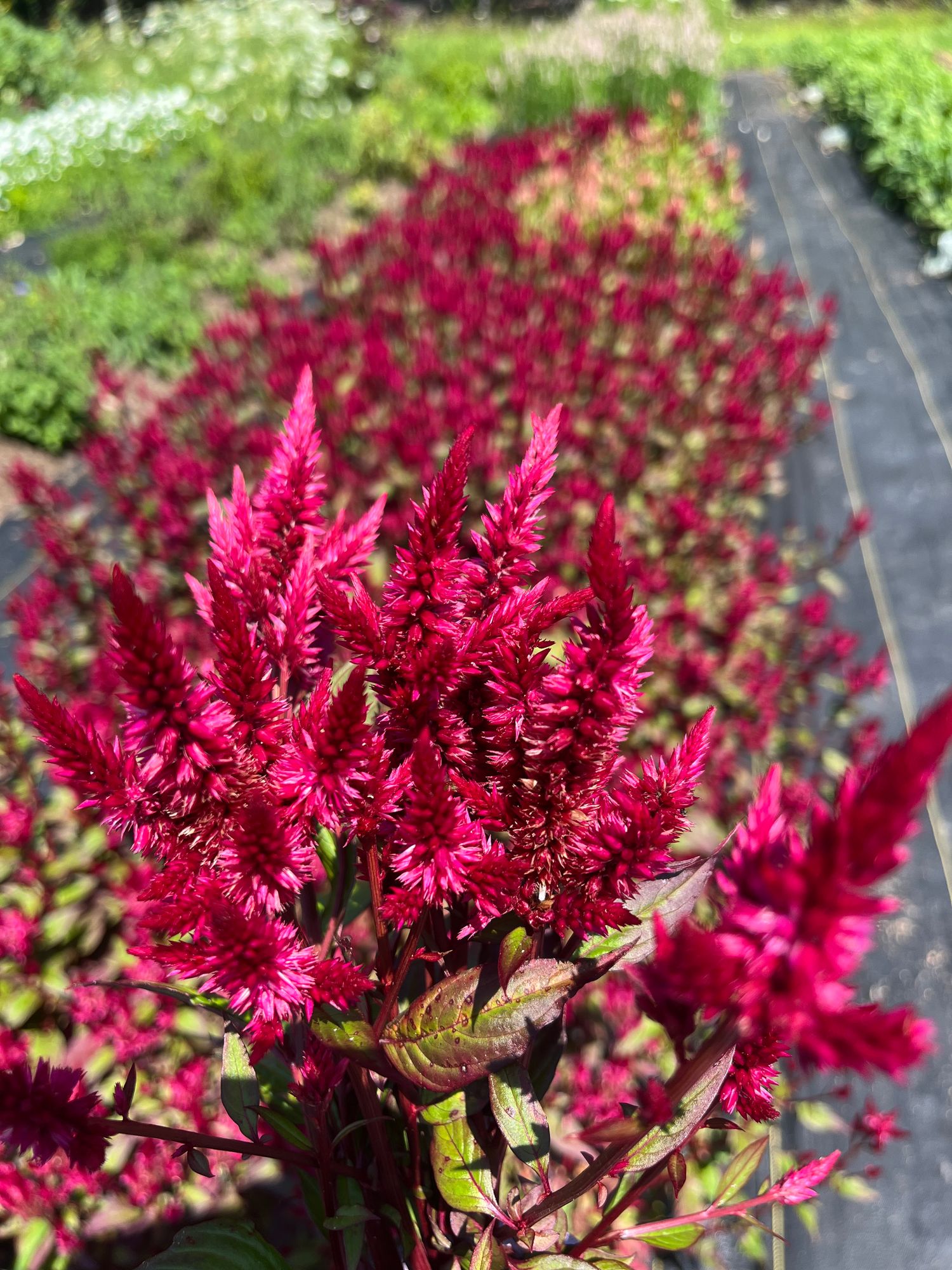 CELOSIA