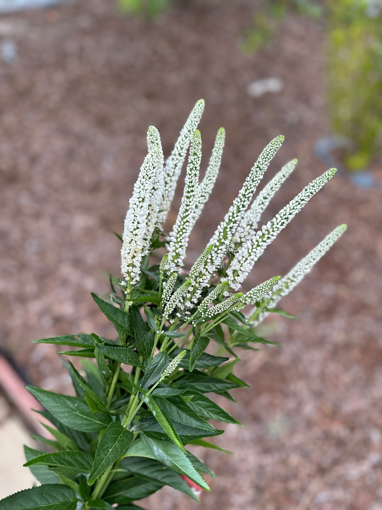 VERONICA spicata Magic Show White Wands