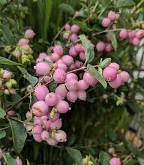 GAULTHERIA depressa