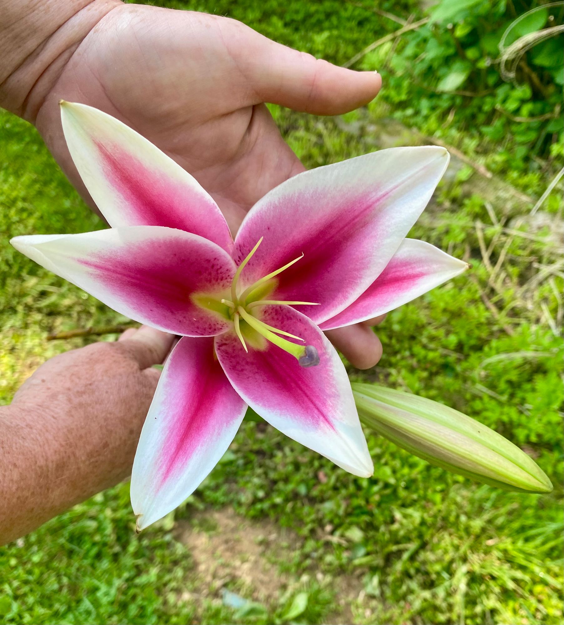 LILIUM Frontera