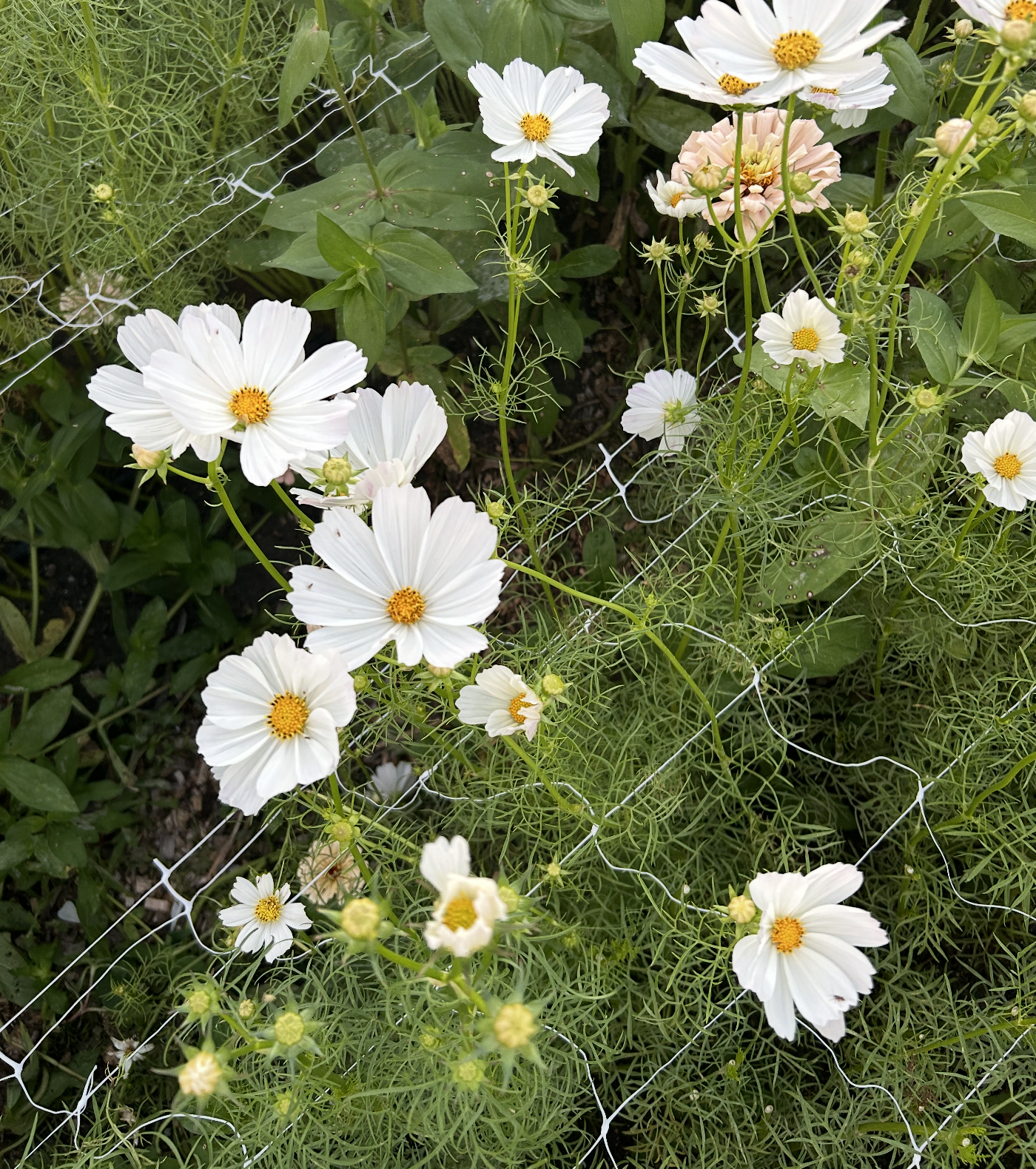 COSMOS bipinnatus Afternoon White
