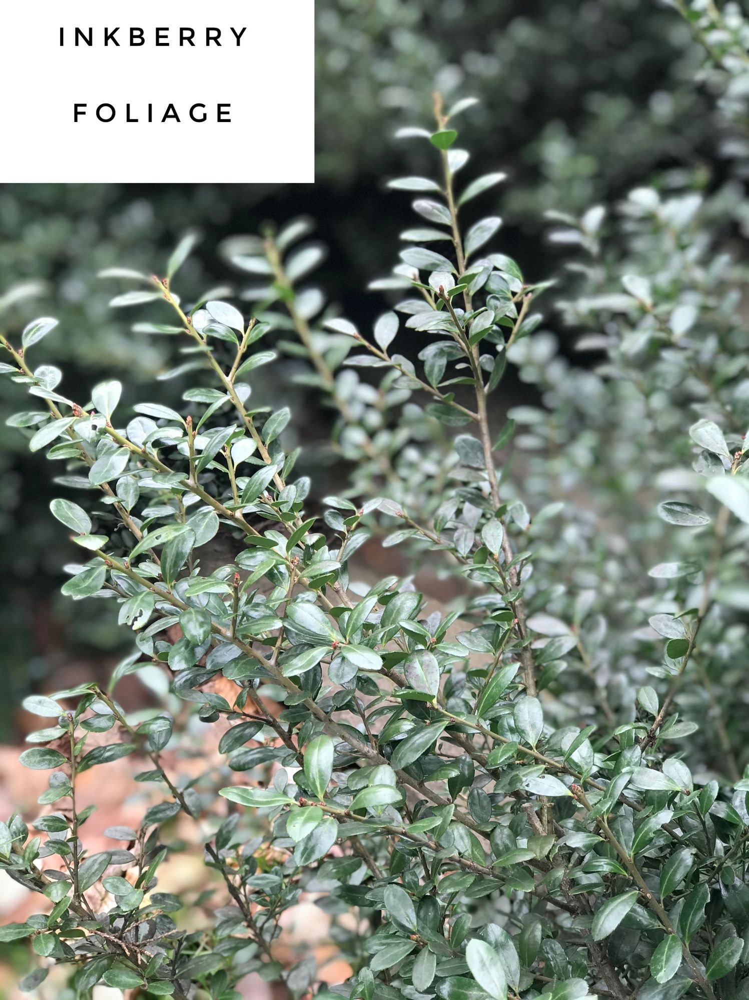 ILEX glabra
