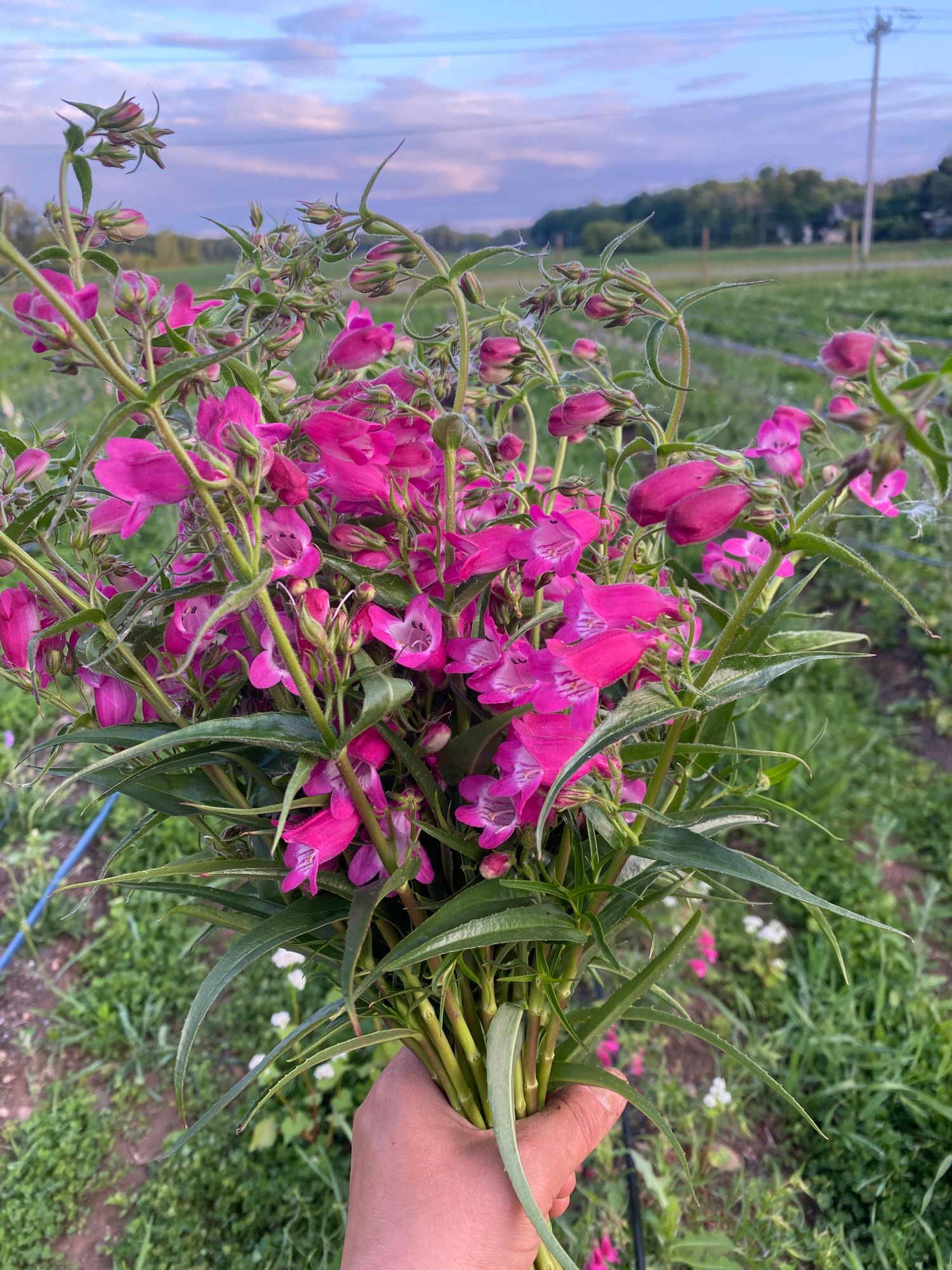 PENSTEMON x mexicali Sunburst Ruby
