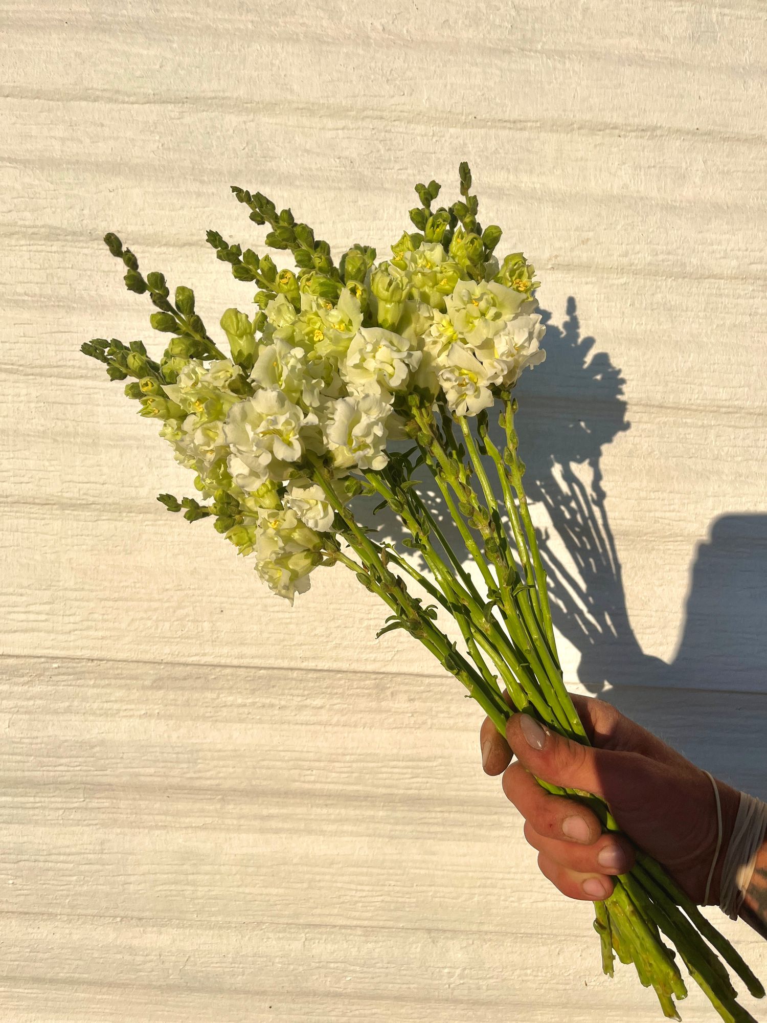 ANTIRRHINUM majus Madame Butterfly Ivory