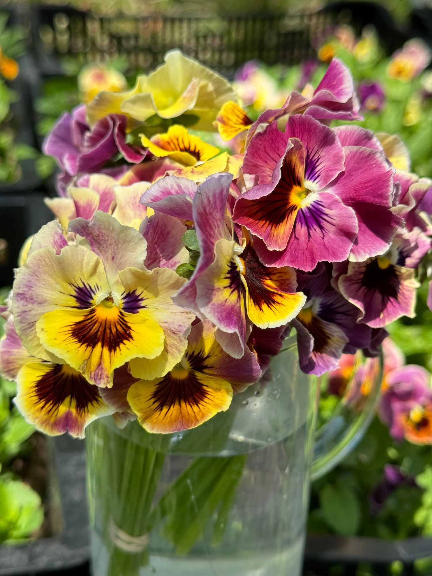 VIOLA x wittrockiana Frizzle Sizzle