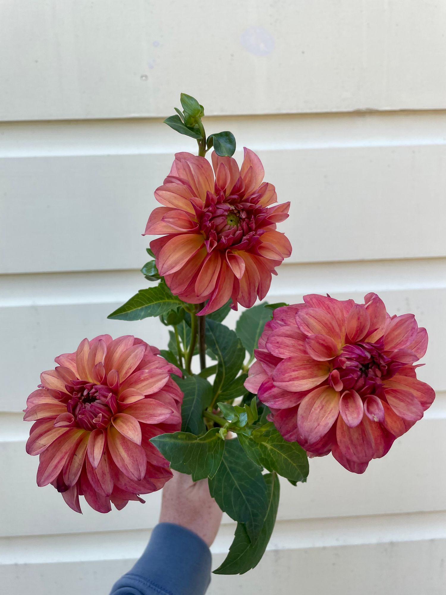 DAHLIA
