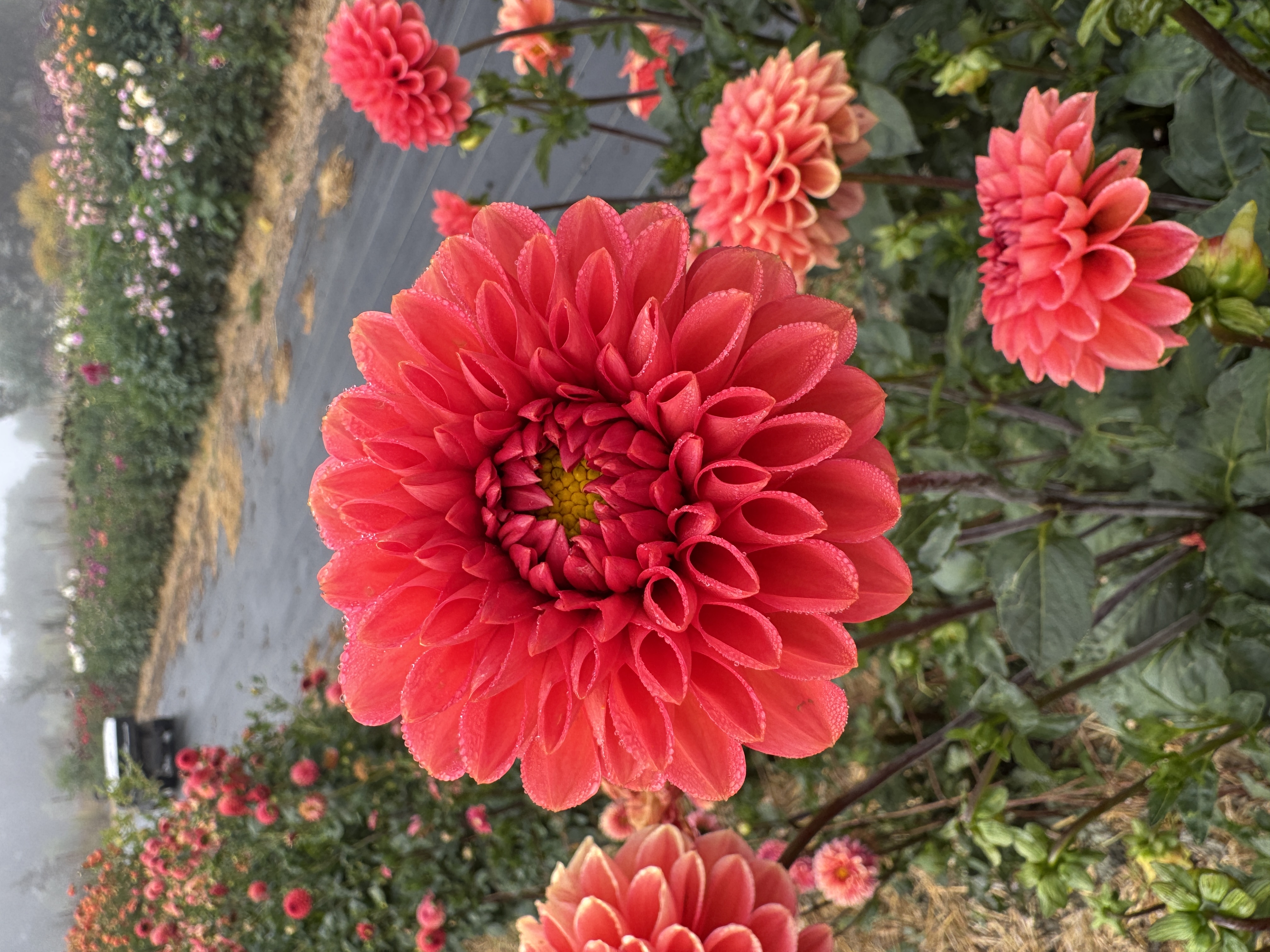 DAHLIA Intrigue