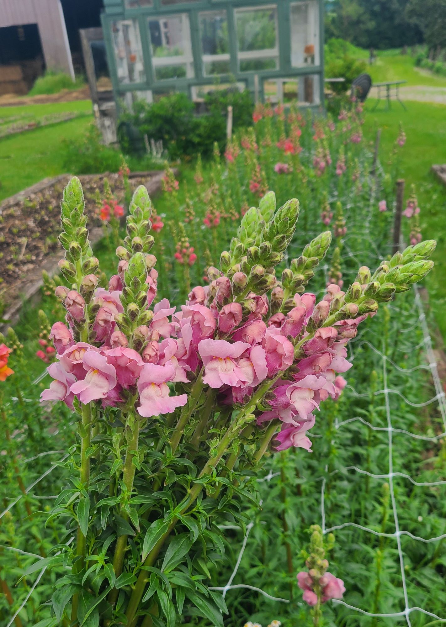ANTIRRHINUM majus Early Potomac