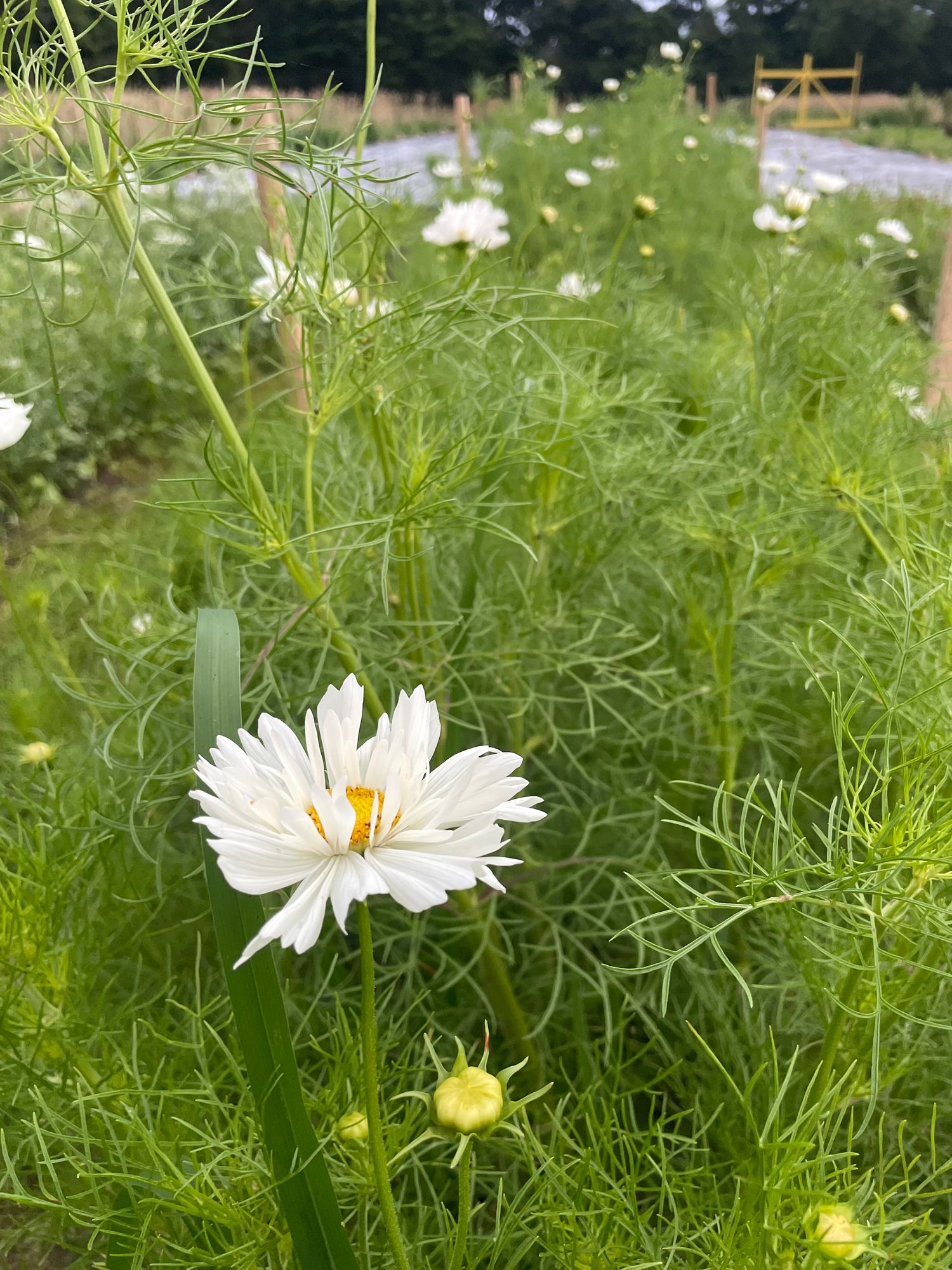 COSMOS bipinnatus Fizzy