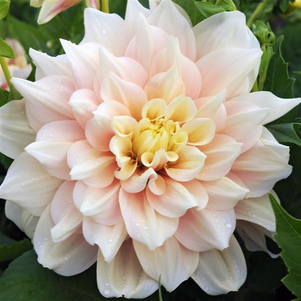 DAHLIA Breakout