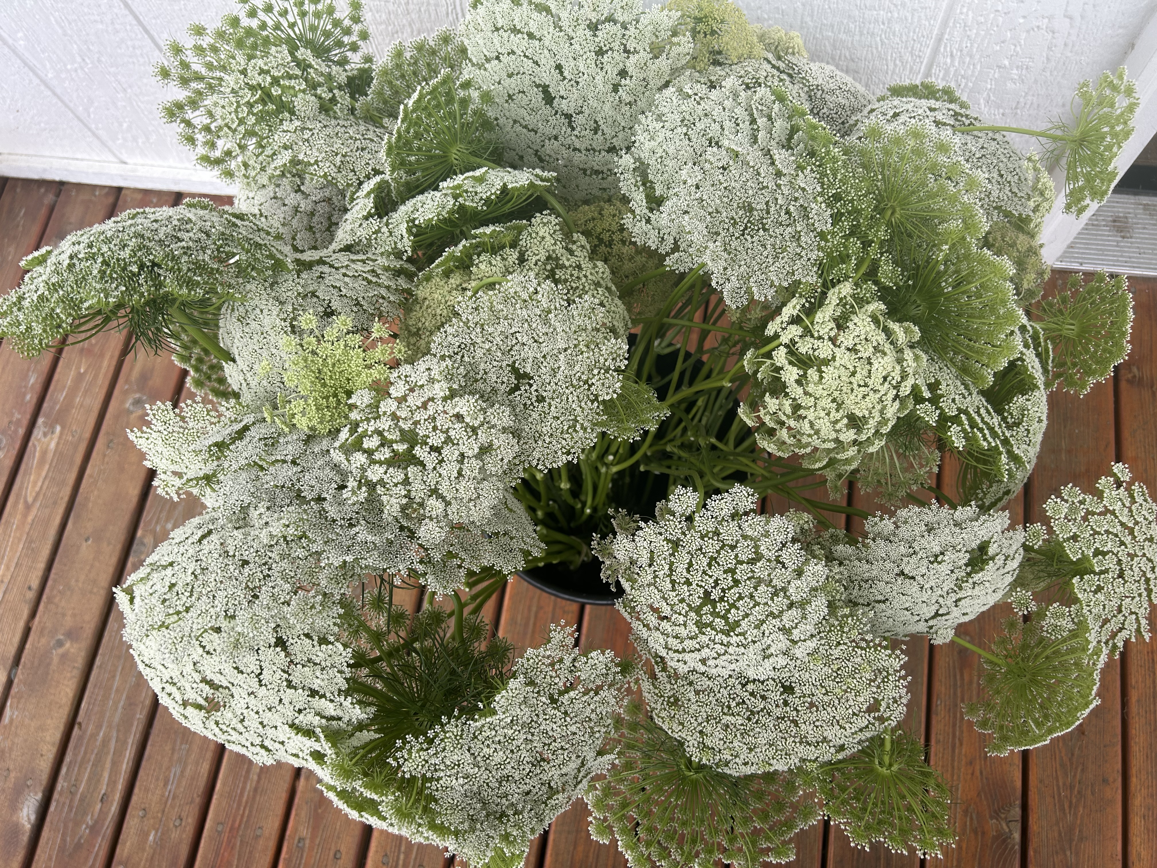 AMMI visnaga Green Mist