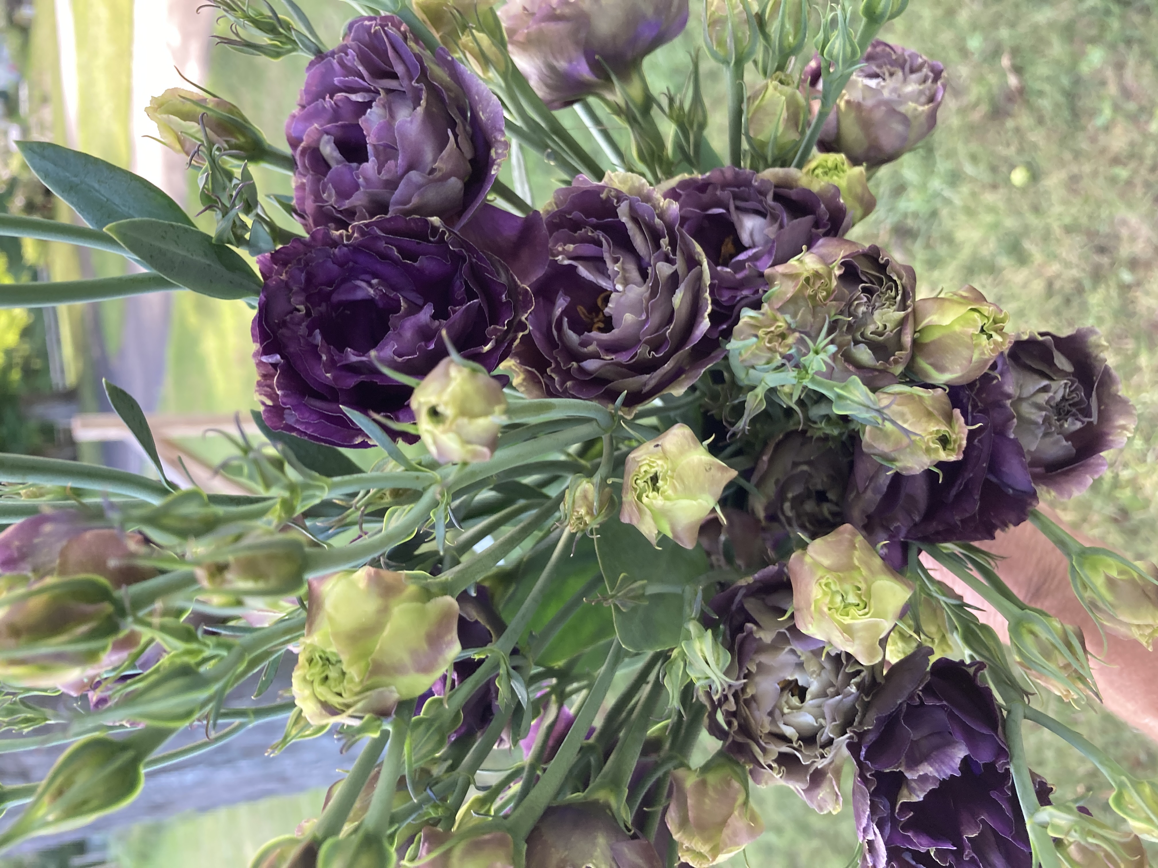 EUSTOMA grandiflorum Rosanne Black Pearl