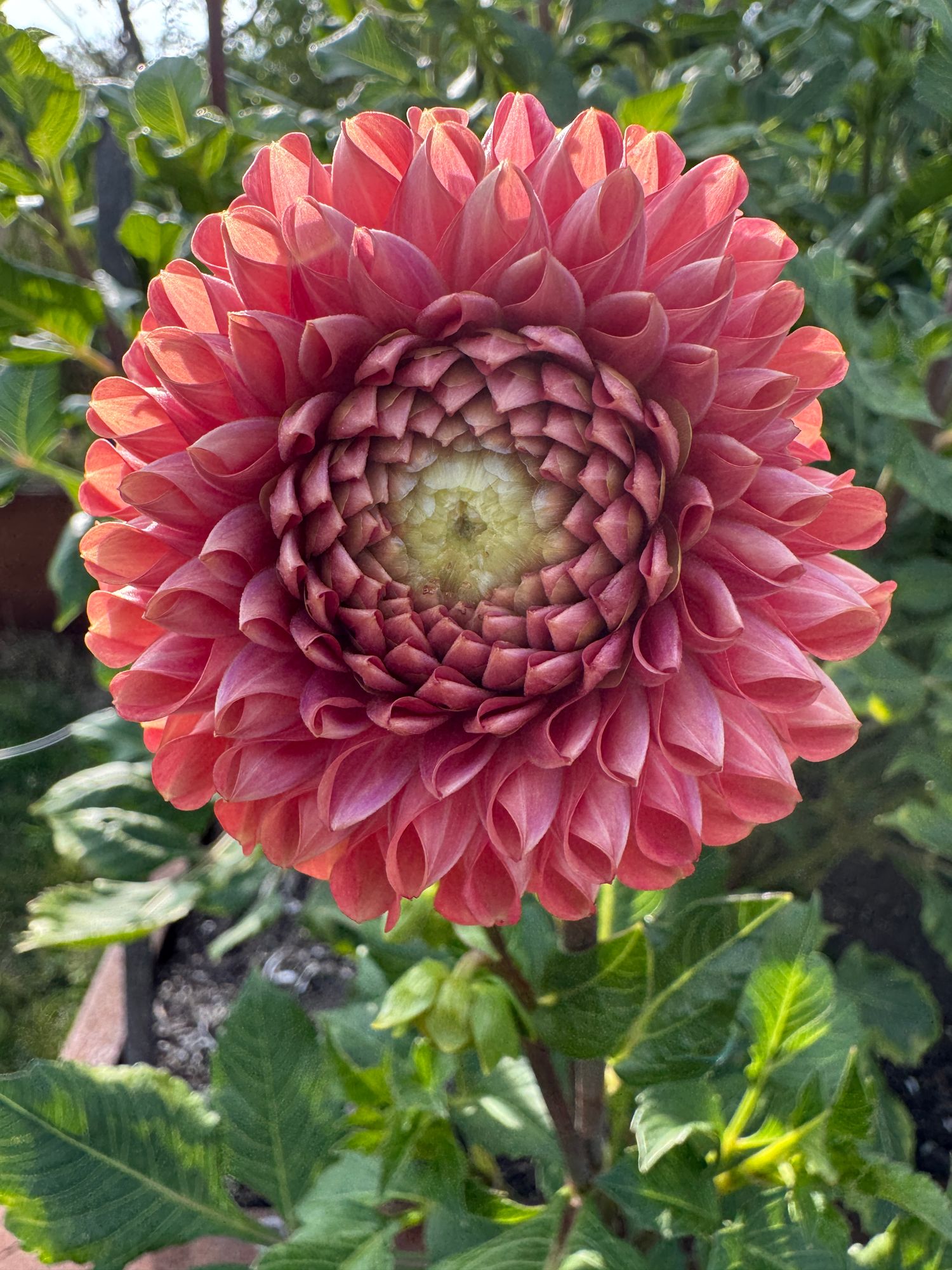 DAHLIA
