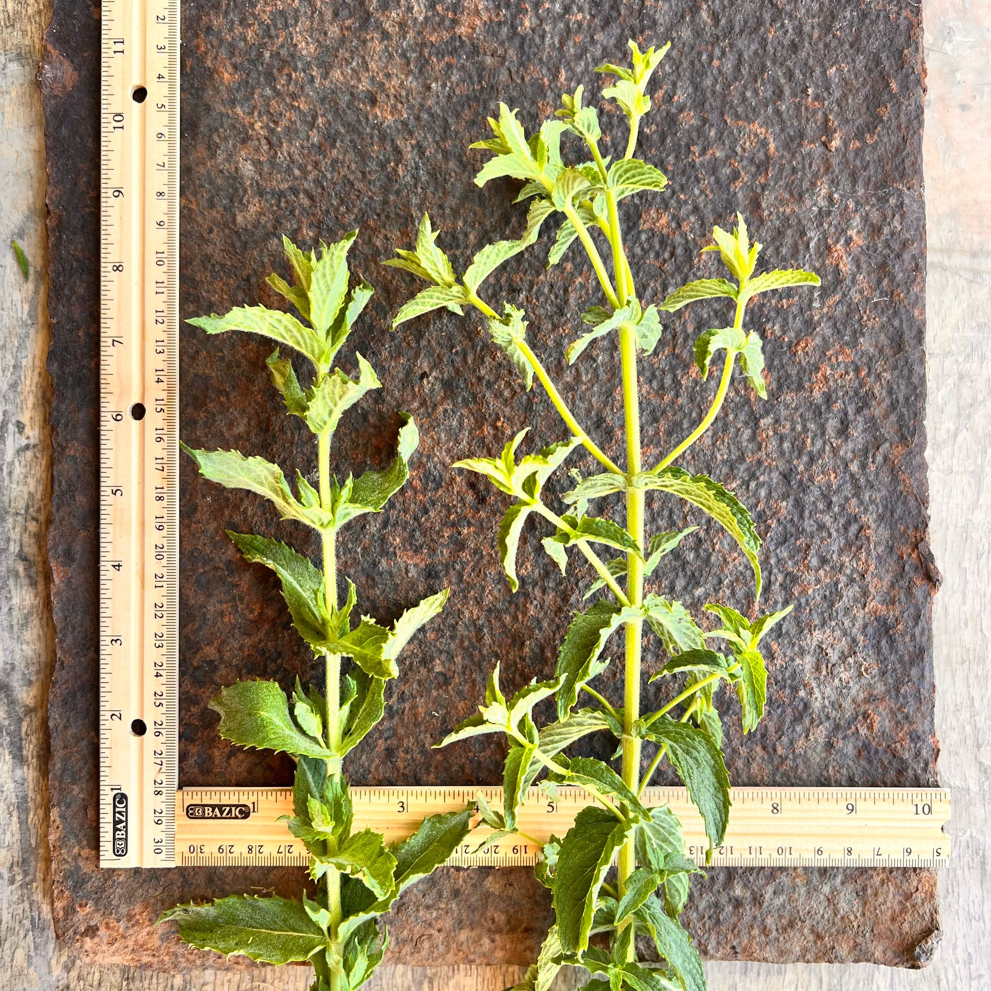 MENTHA spicata
