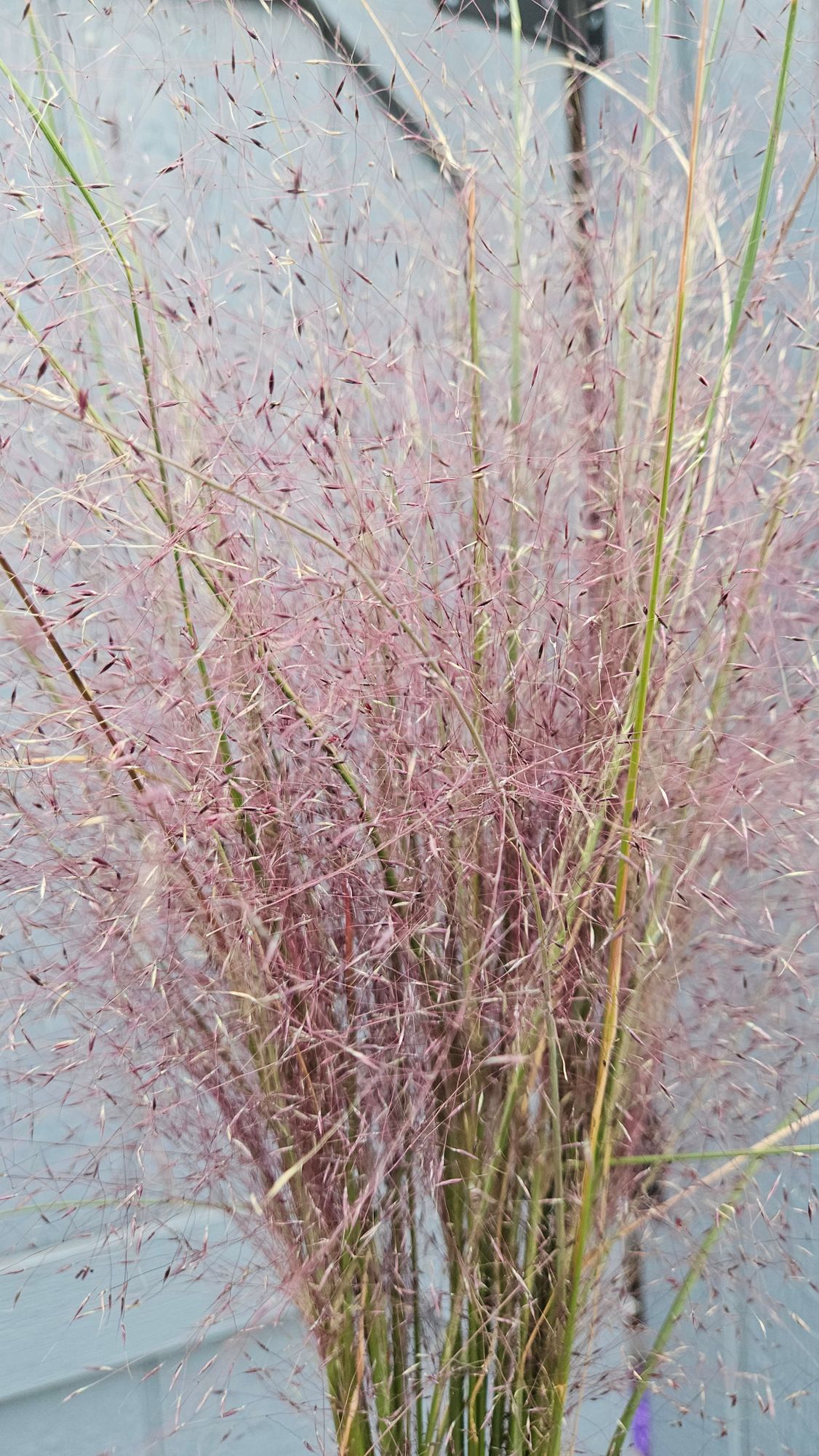 MUHLENBERGIA capillaris