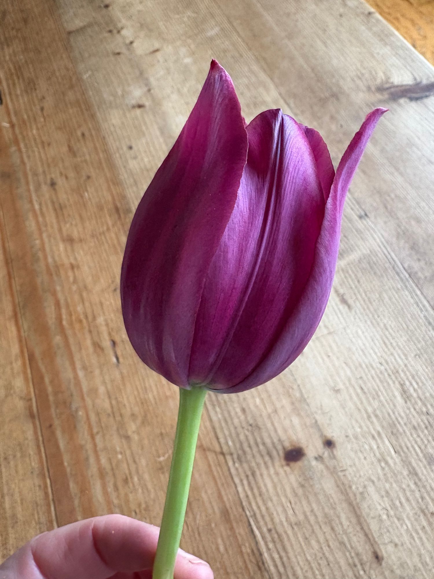 TULIPA Merlot