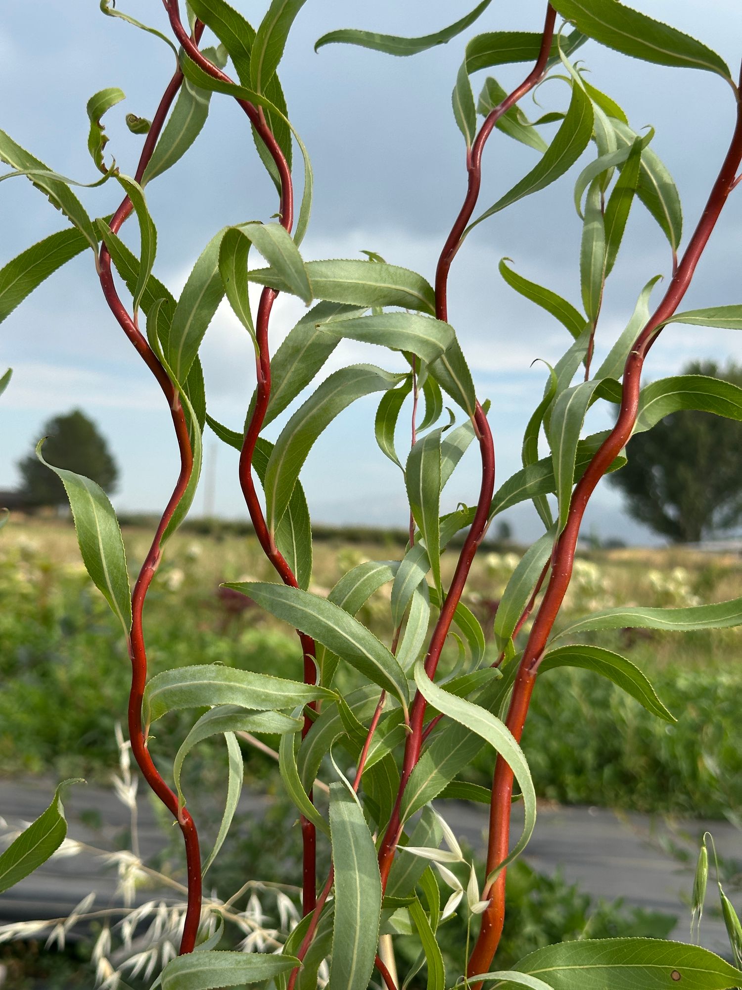 SALIX x Super Curl Red