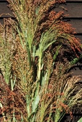 SORGHUM vulgare