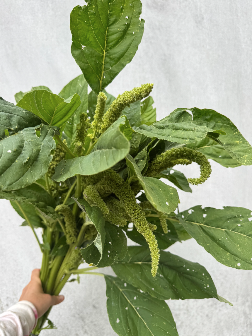 AMARANTHUS cruentus Oeschberg