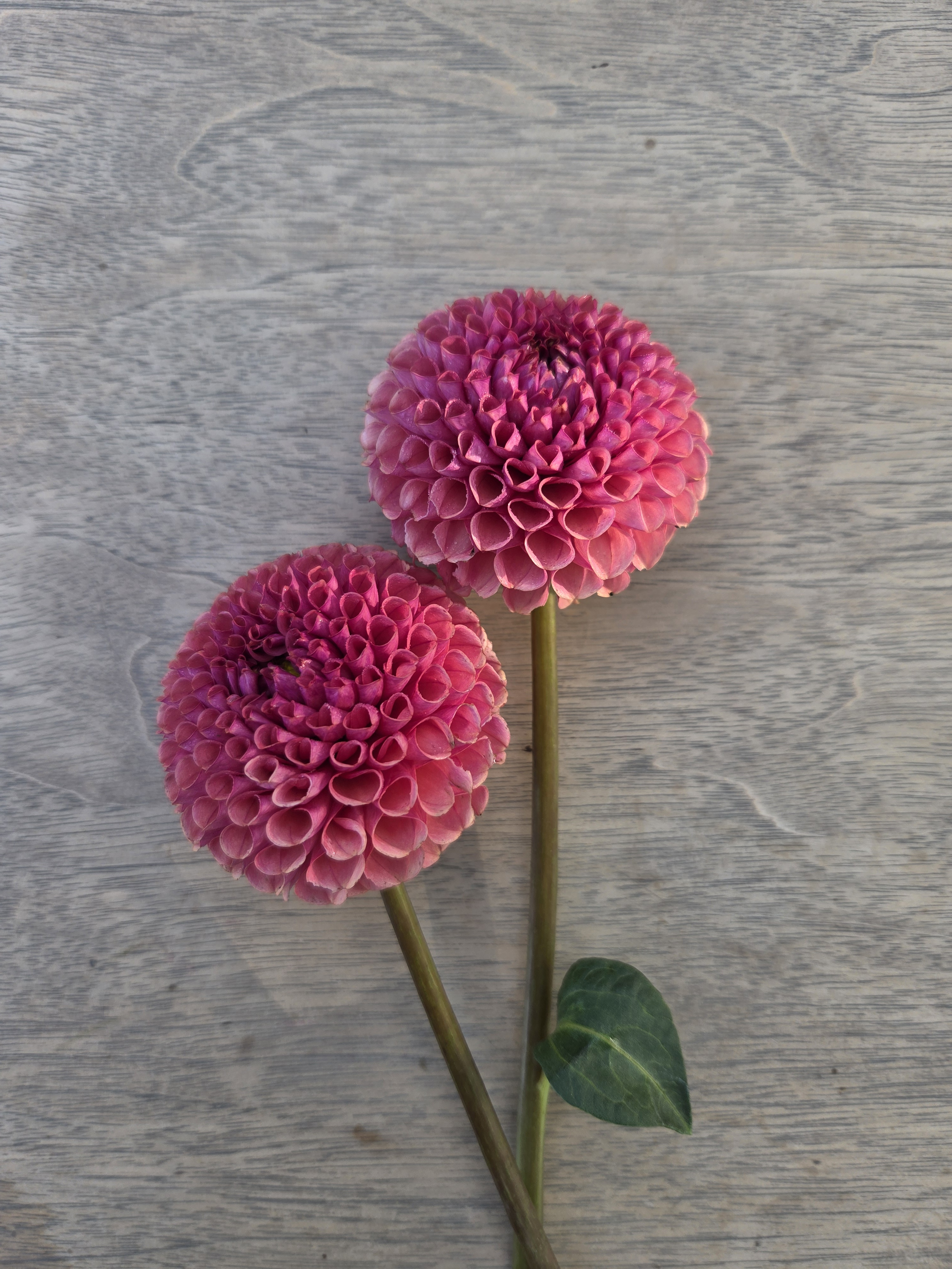 DAHLIA Ferncliff Rusty