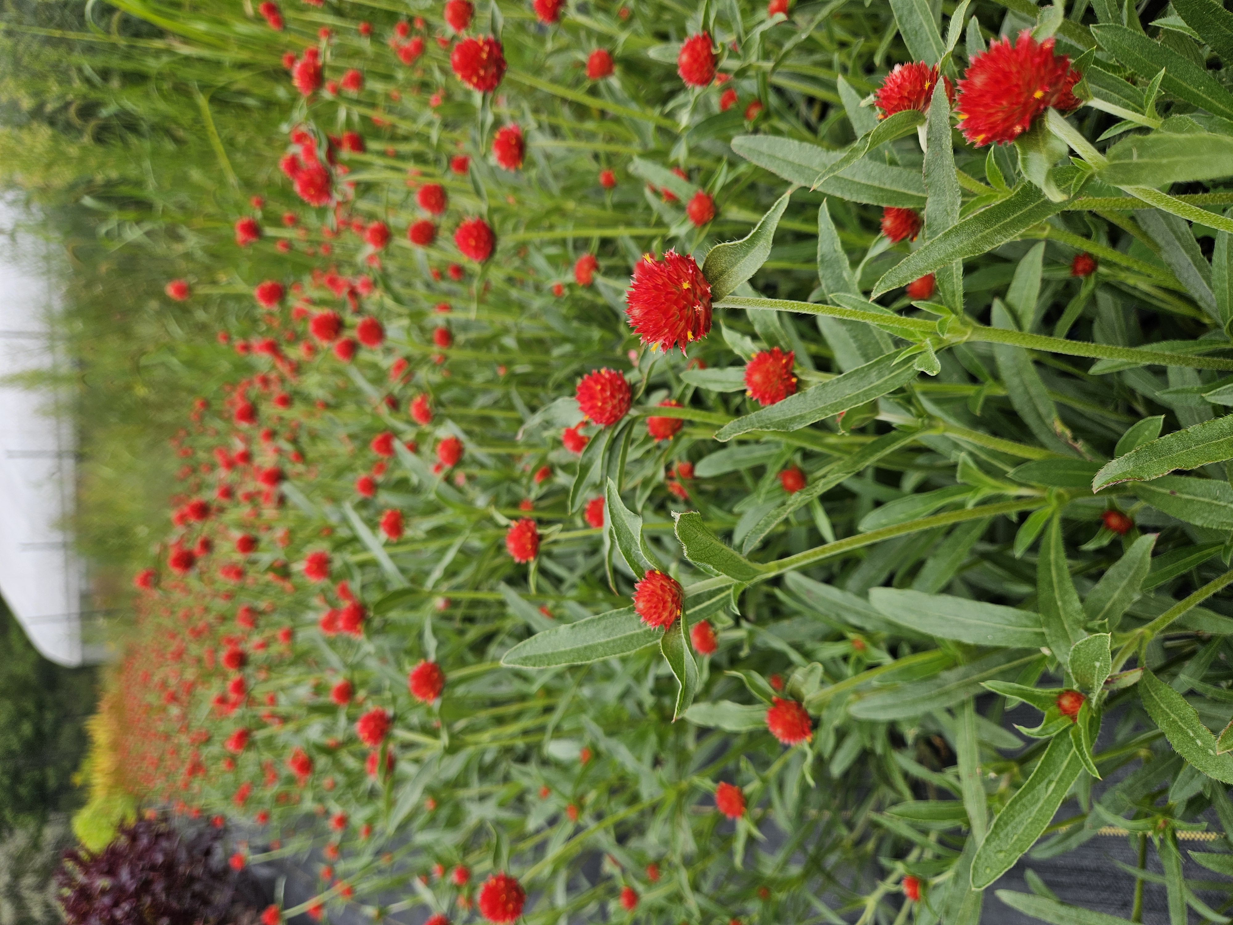 GOMPHRENA globosa