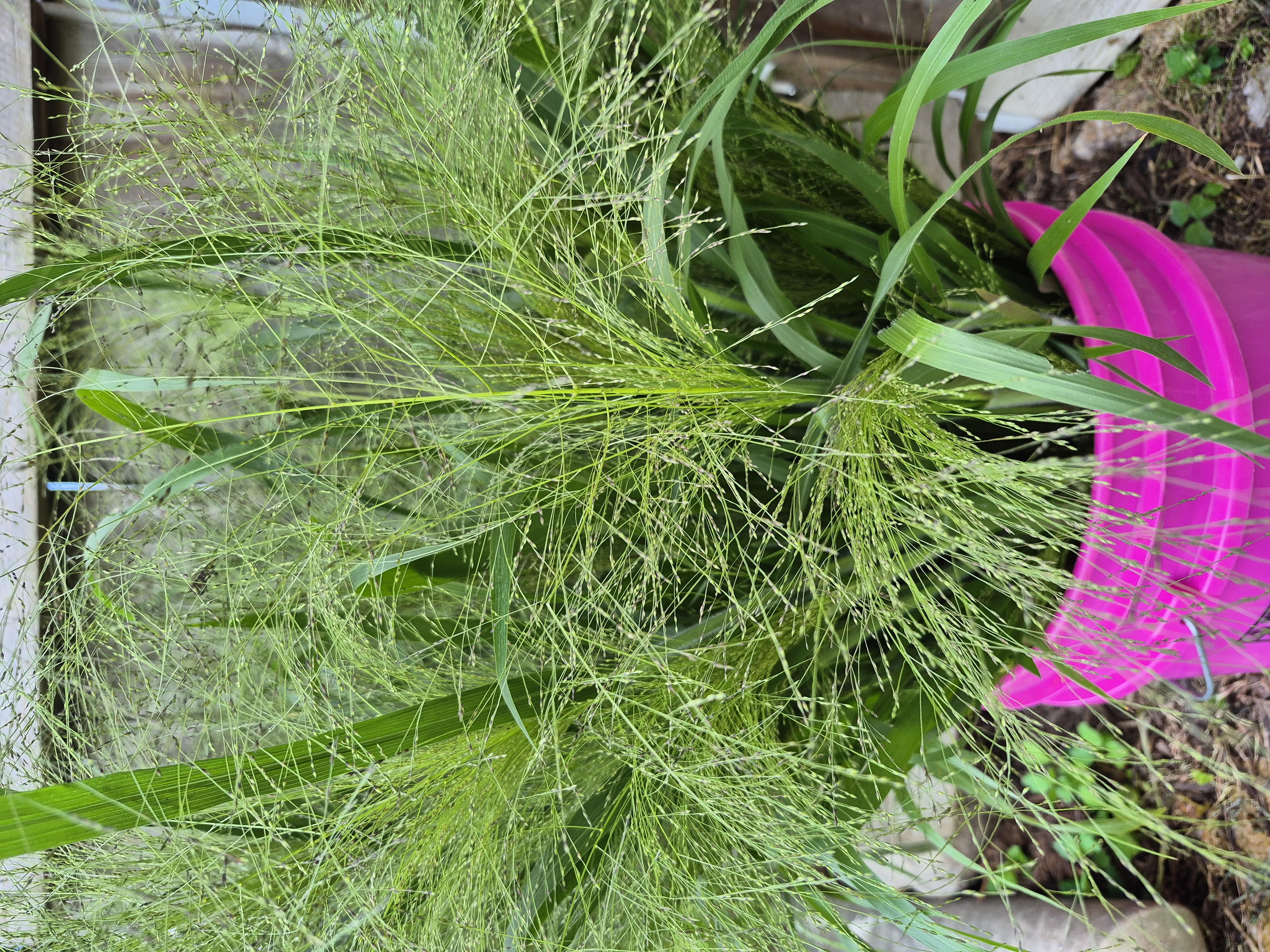 PANICUM elegans