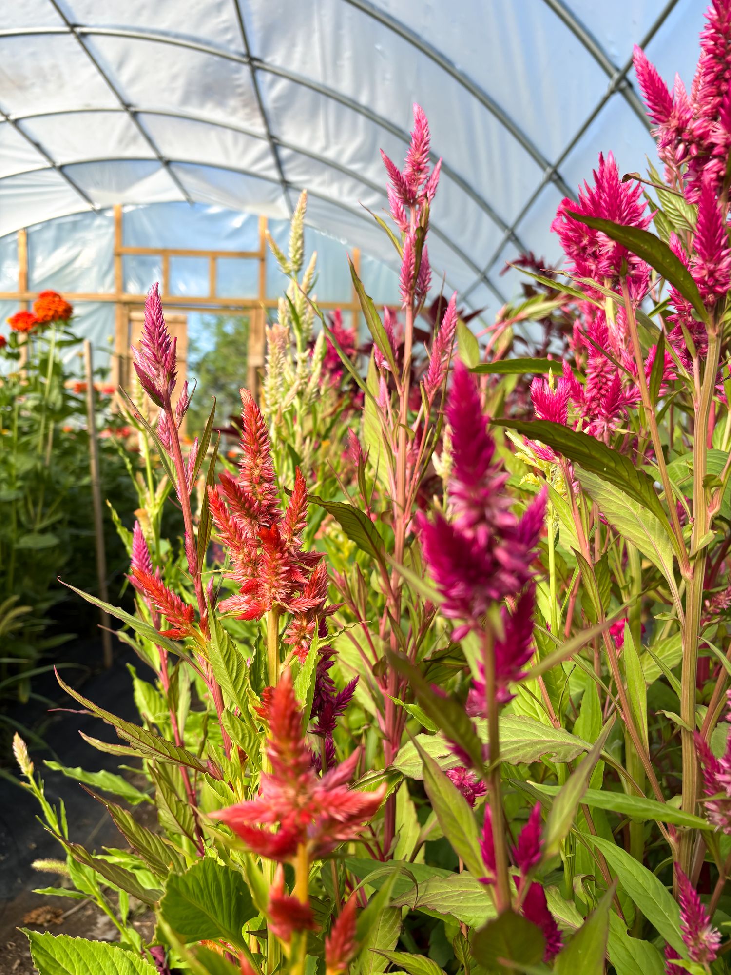 CELOSIA argentea spicata