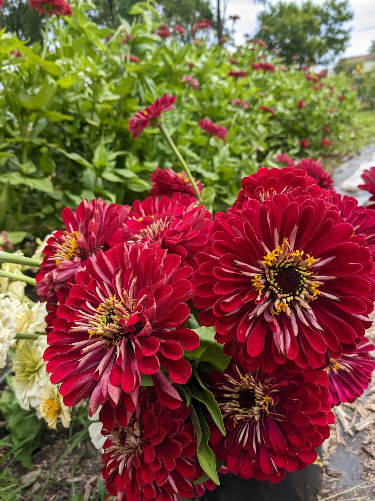 ZINNIA elegans Benarys Giant