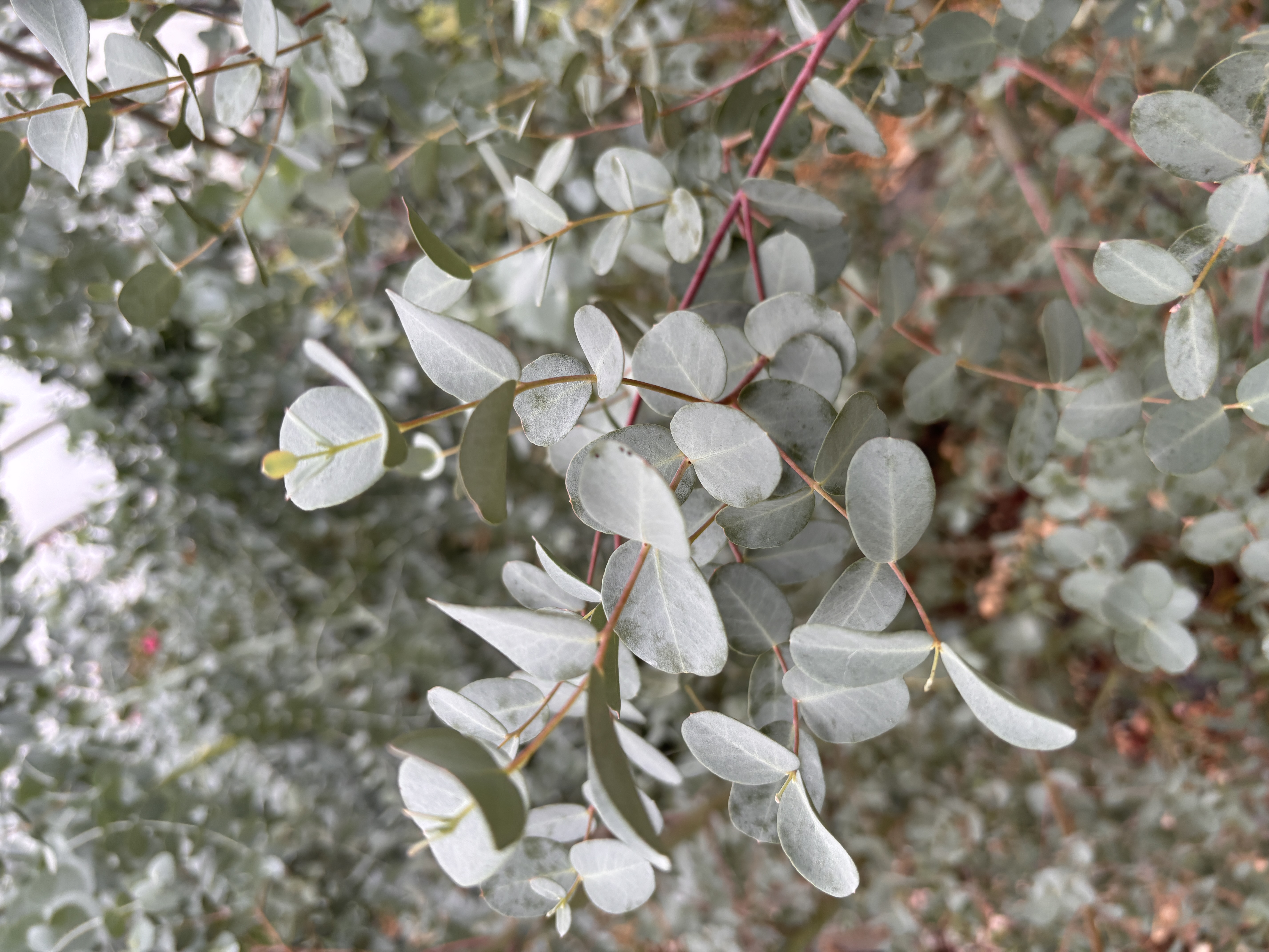 EUCALYPTUS gunnii