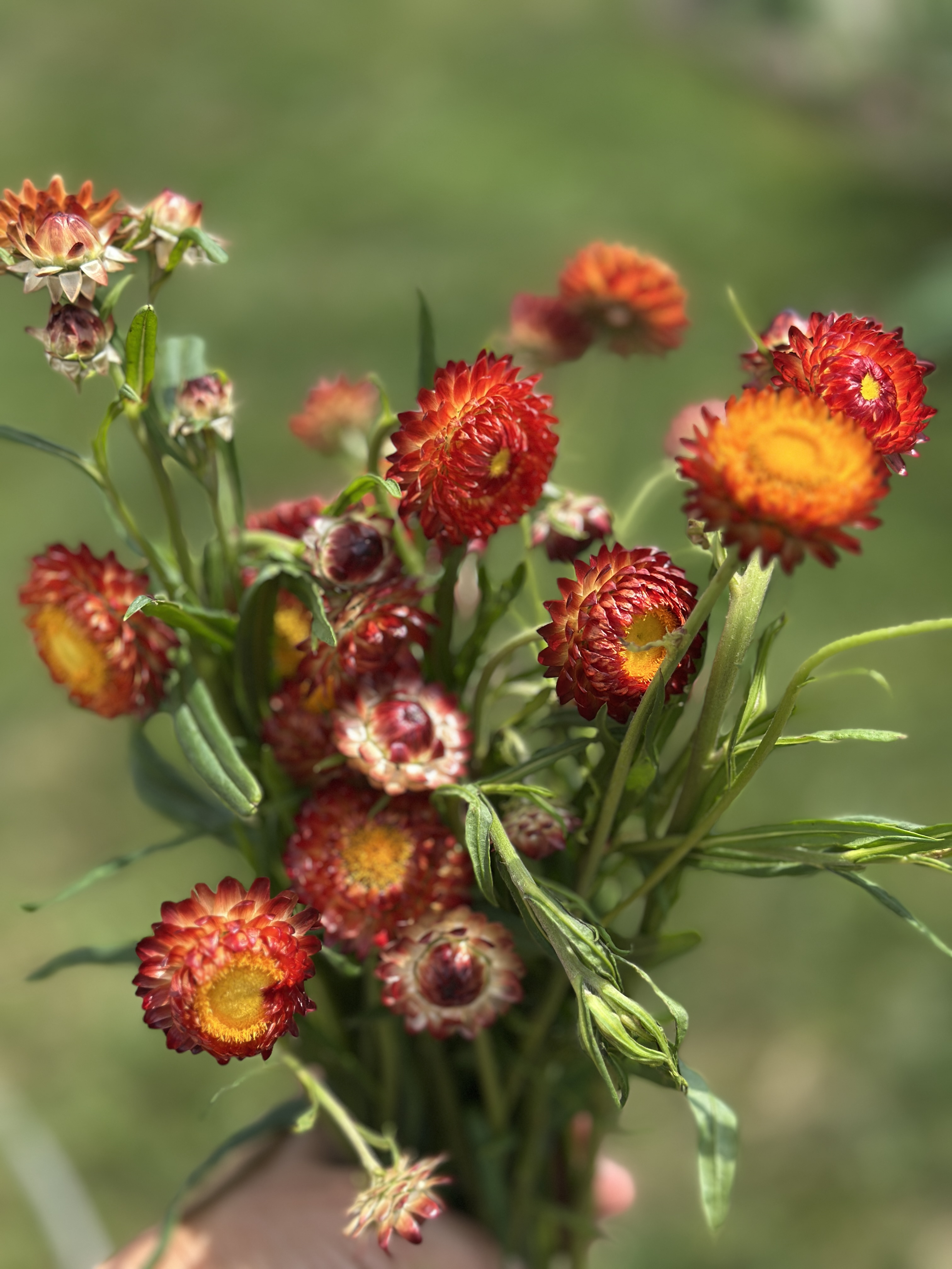 HELICHRYSUM bracteatum Seashells Mix