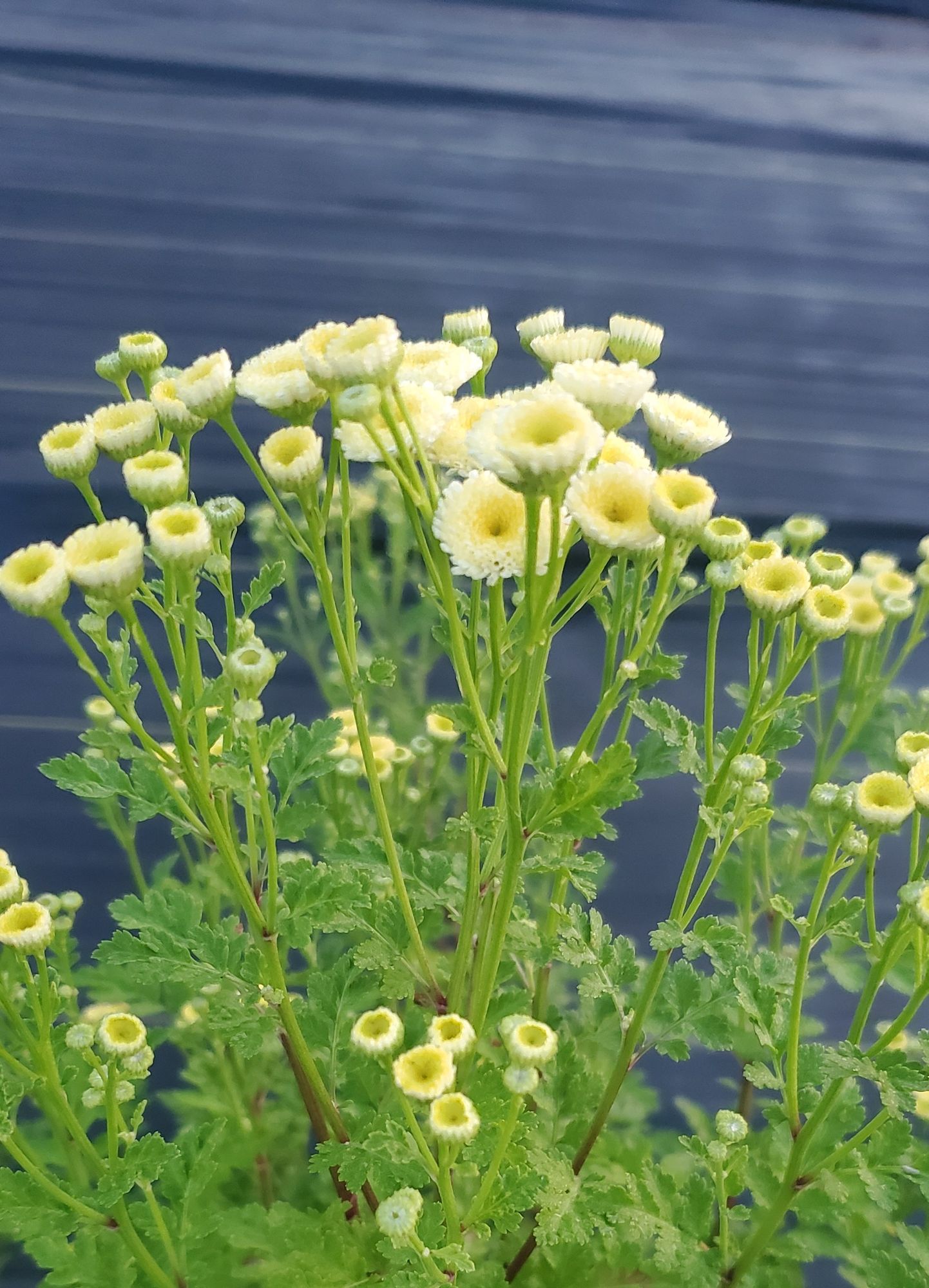 TANACETUM parthenium Magic Lime Green