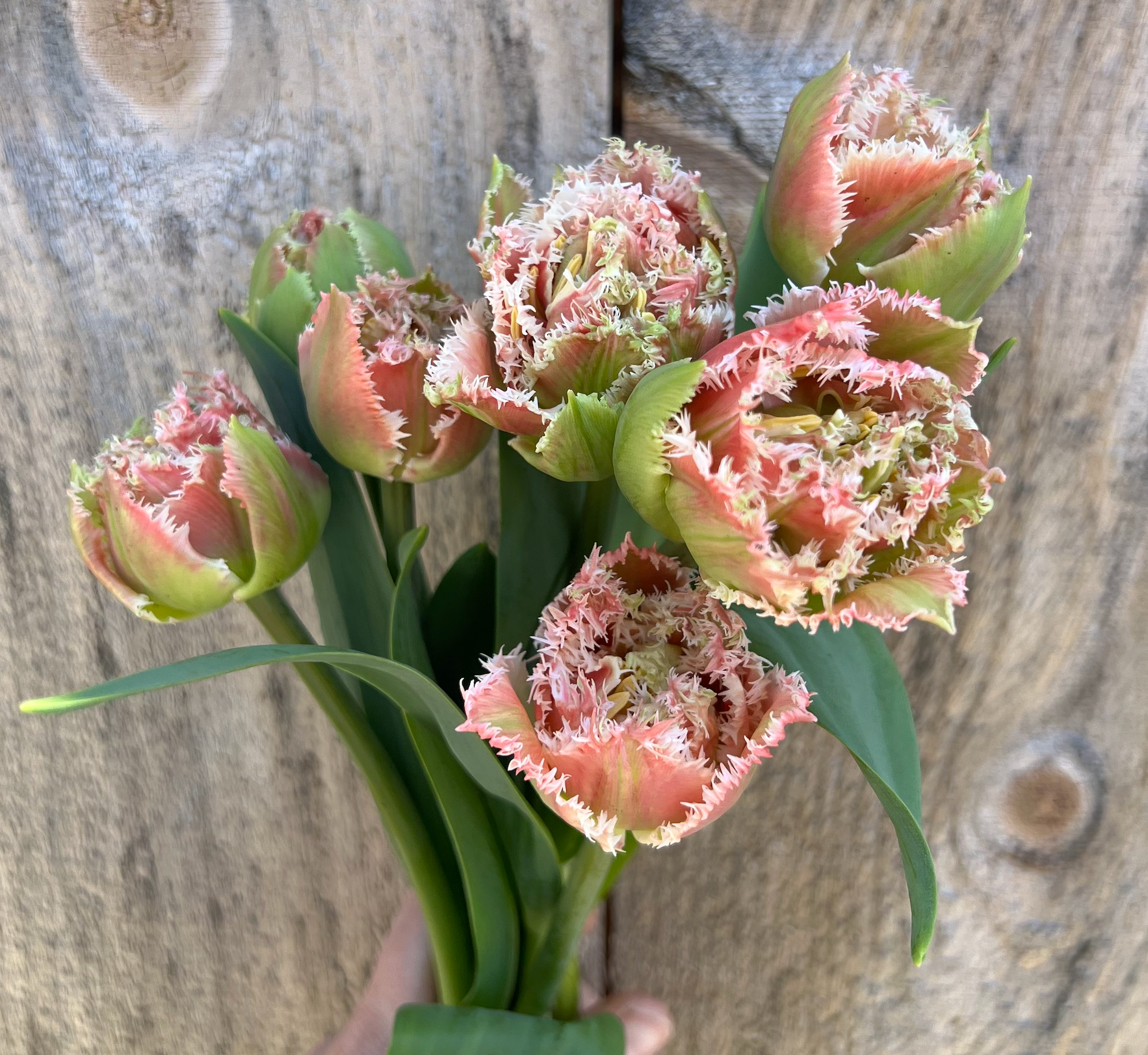 TULIPA Queensland