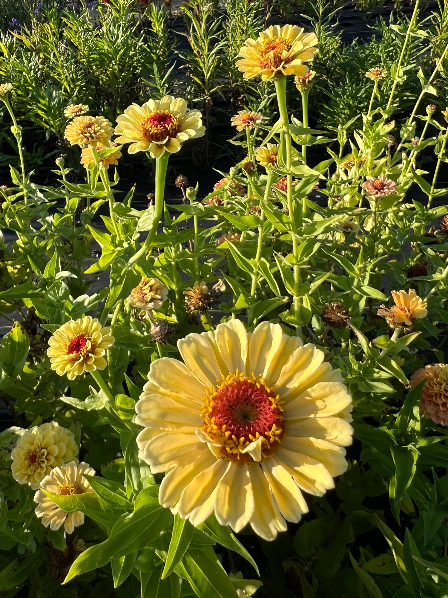 ZINNIA elegans Queeny Lemon Peach