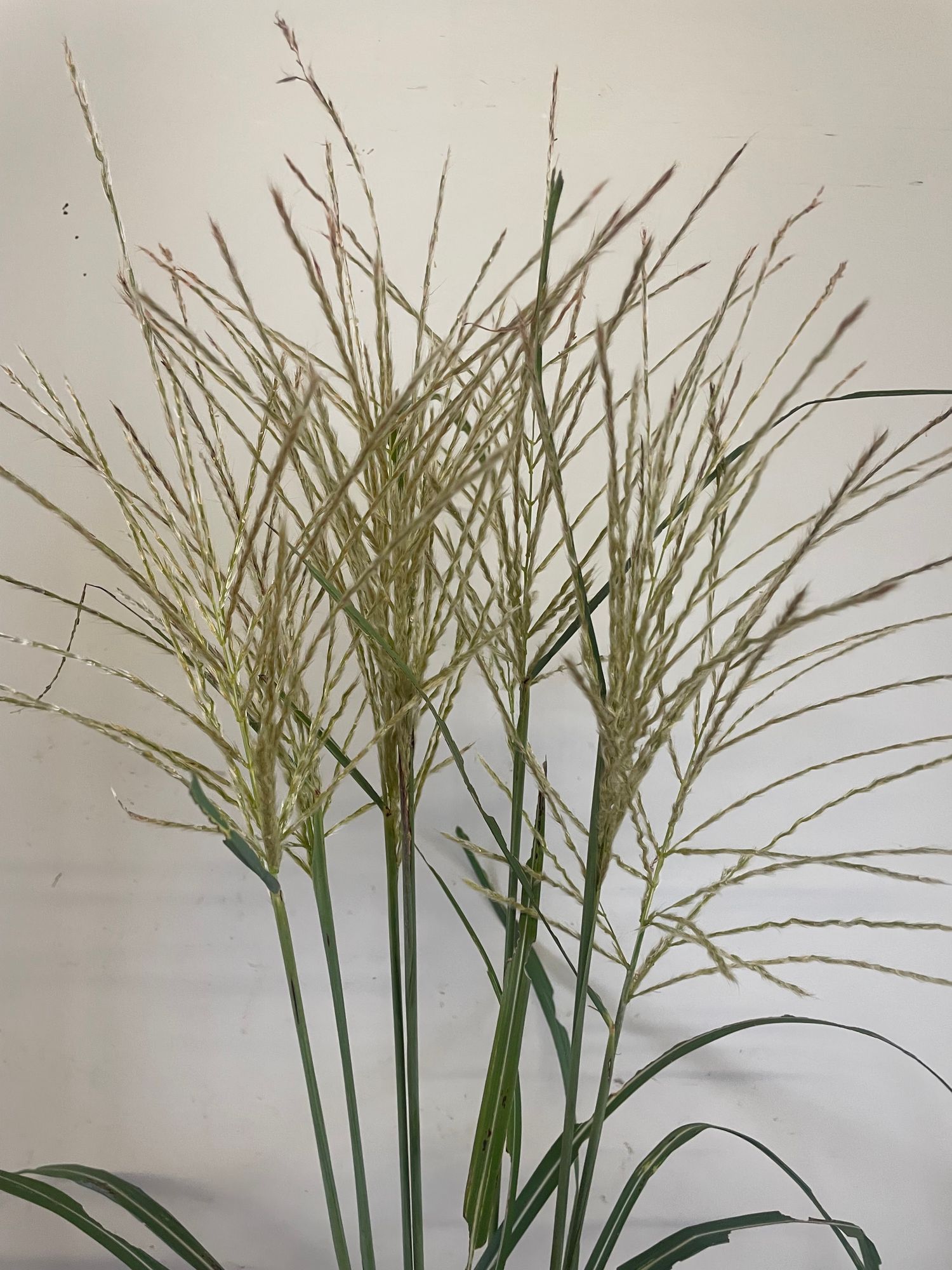 PENNISETUM alopecuroides