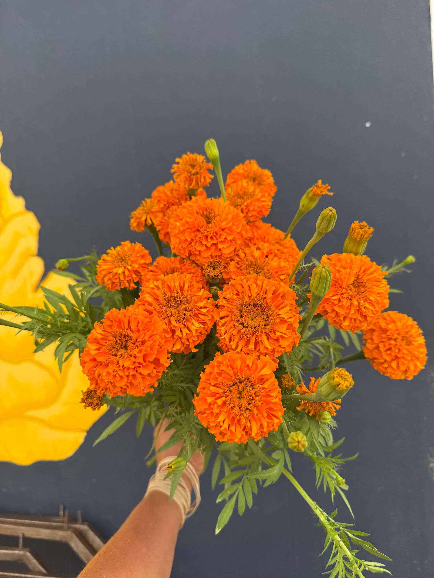 TAGETES erecta Coco