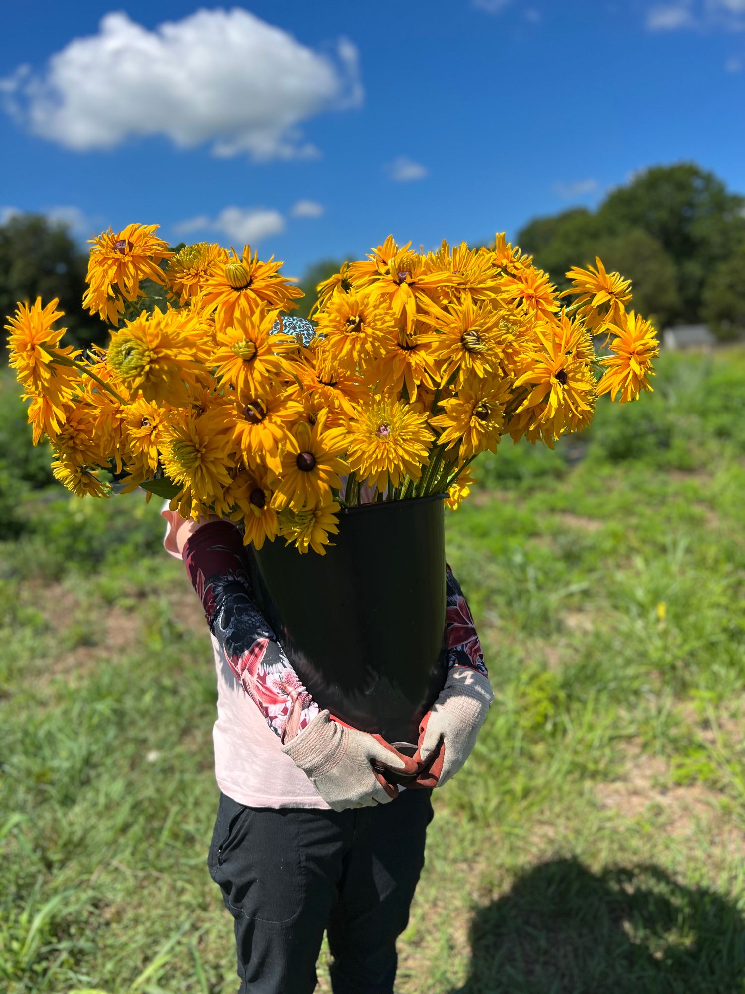 RUDBECKIA hirta