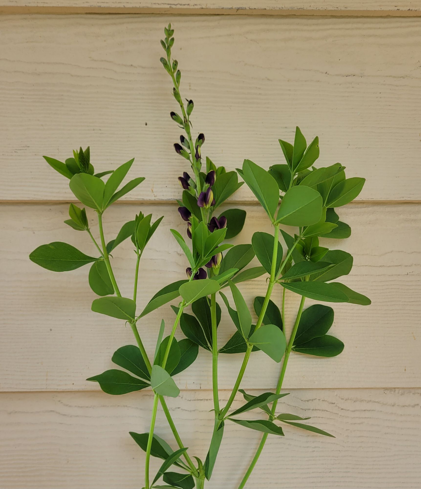 BAPTISIA x Indigo Spires