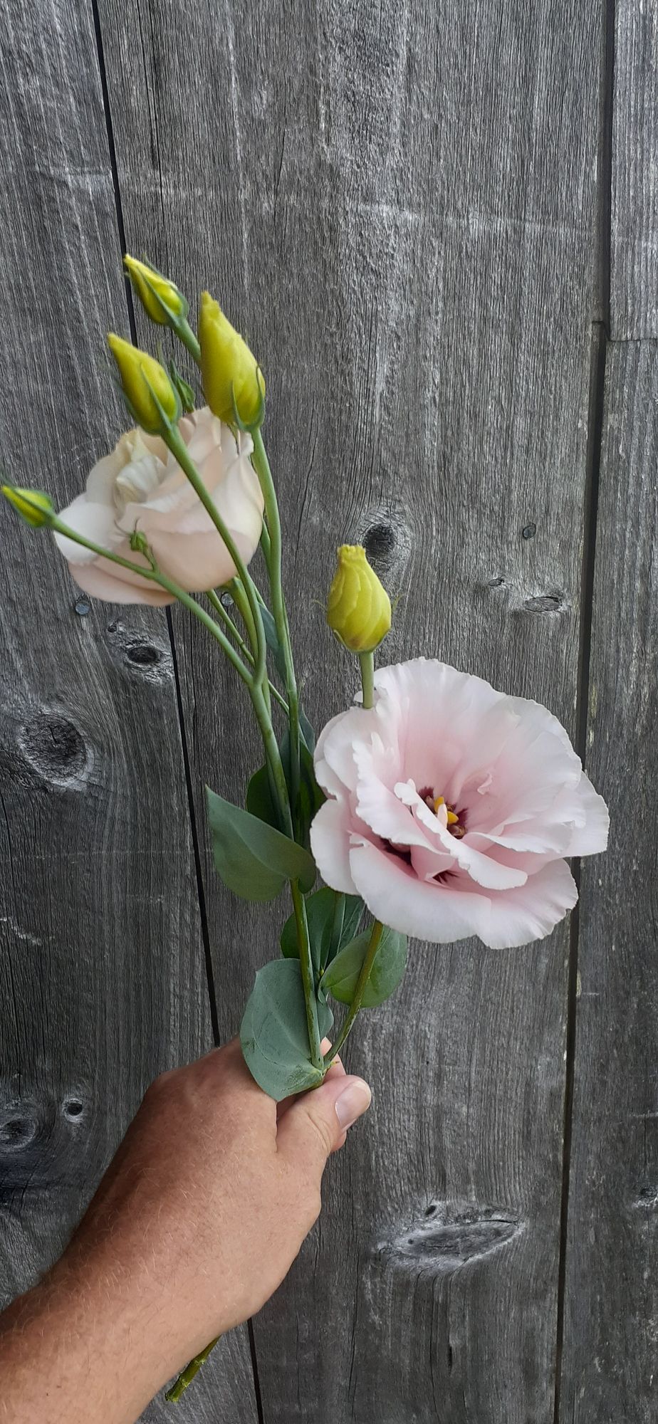 EUSTOMA grandiflorum Corelli Light Pink