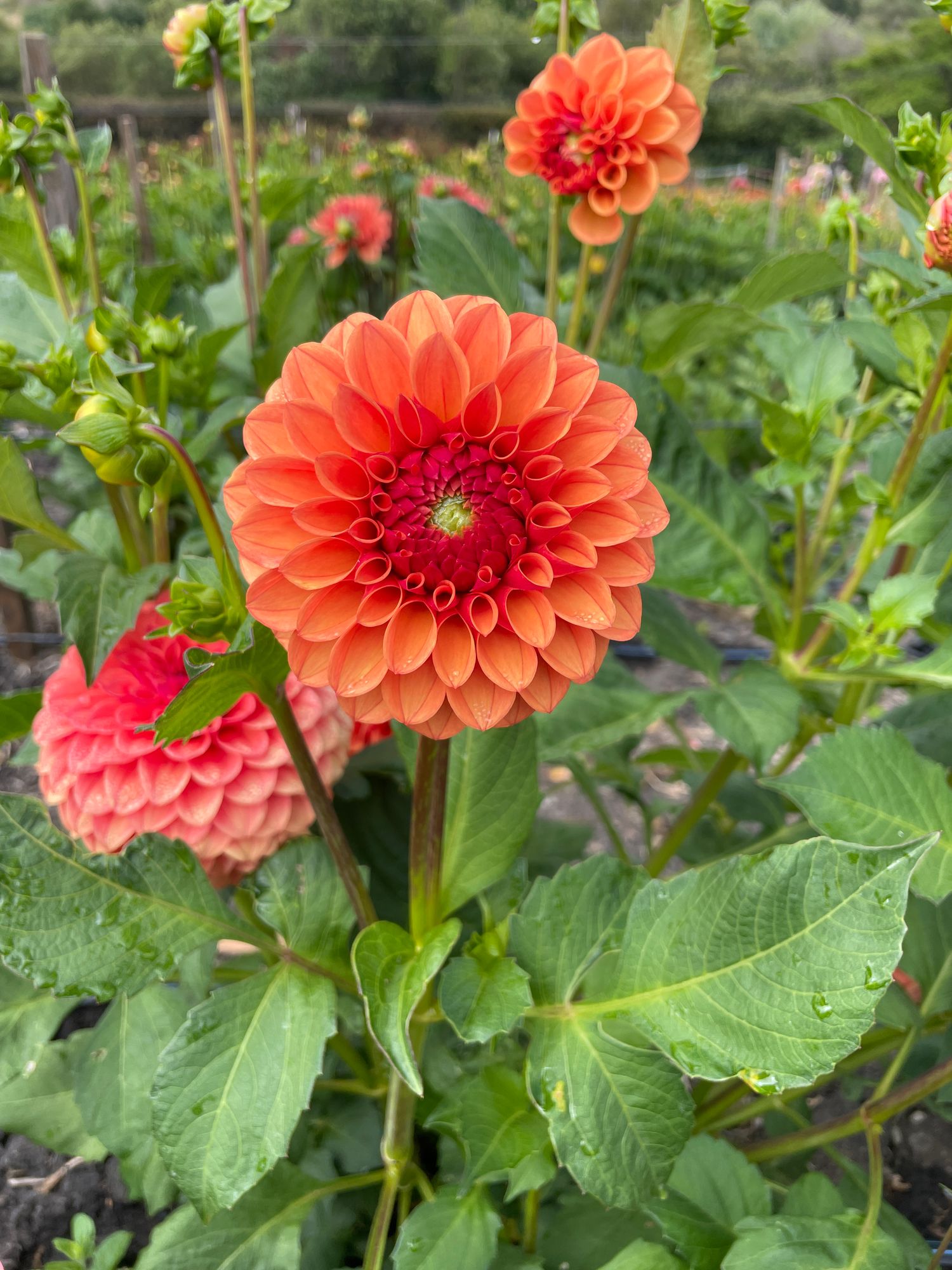 DAHLIA KA Blood Orange