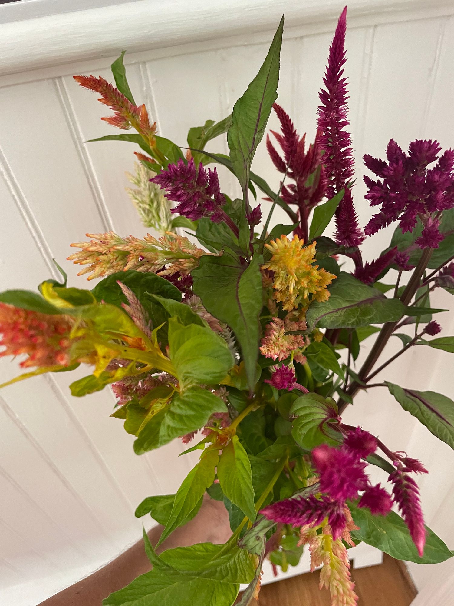 CELOSIA argentea