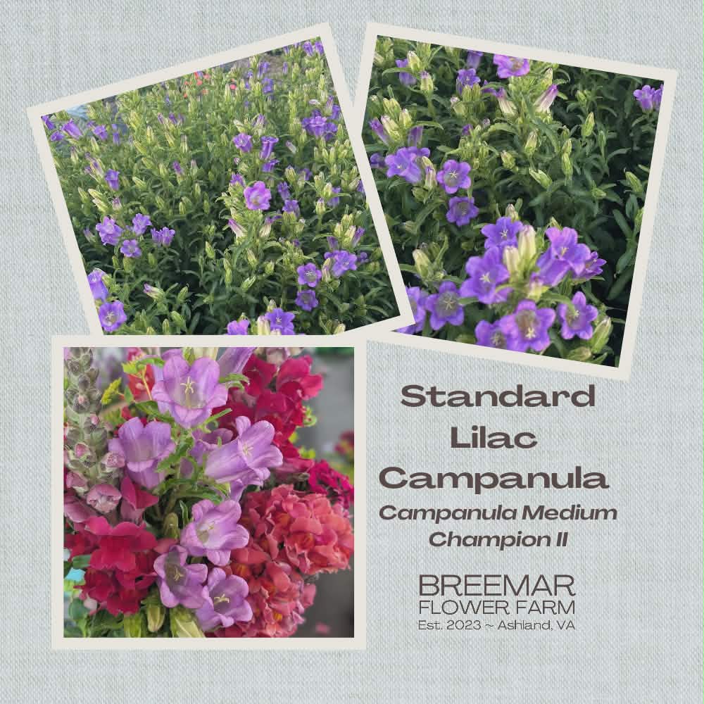 CAMPANULA medium Champion II Lilac
