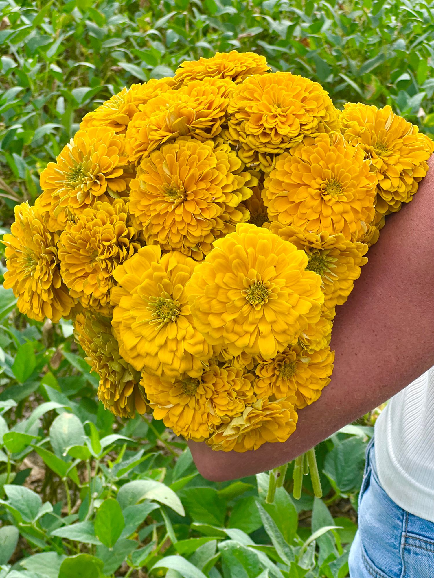 ZINNIA elegans Benarys Giant