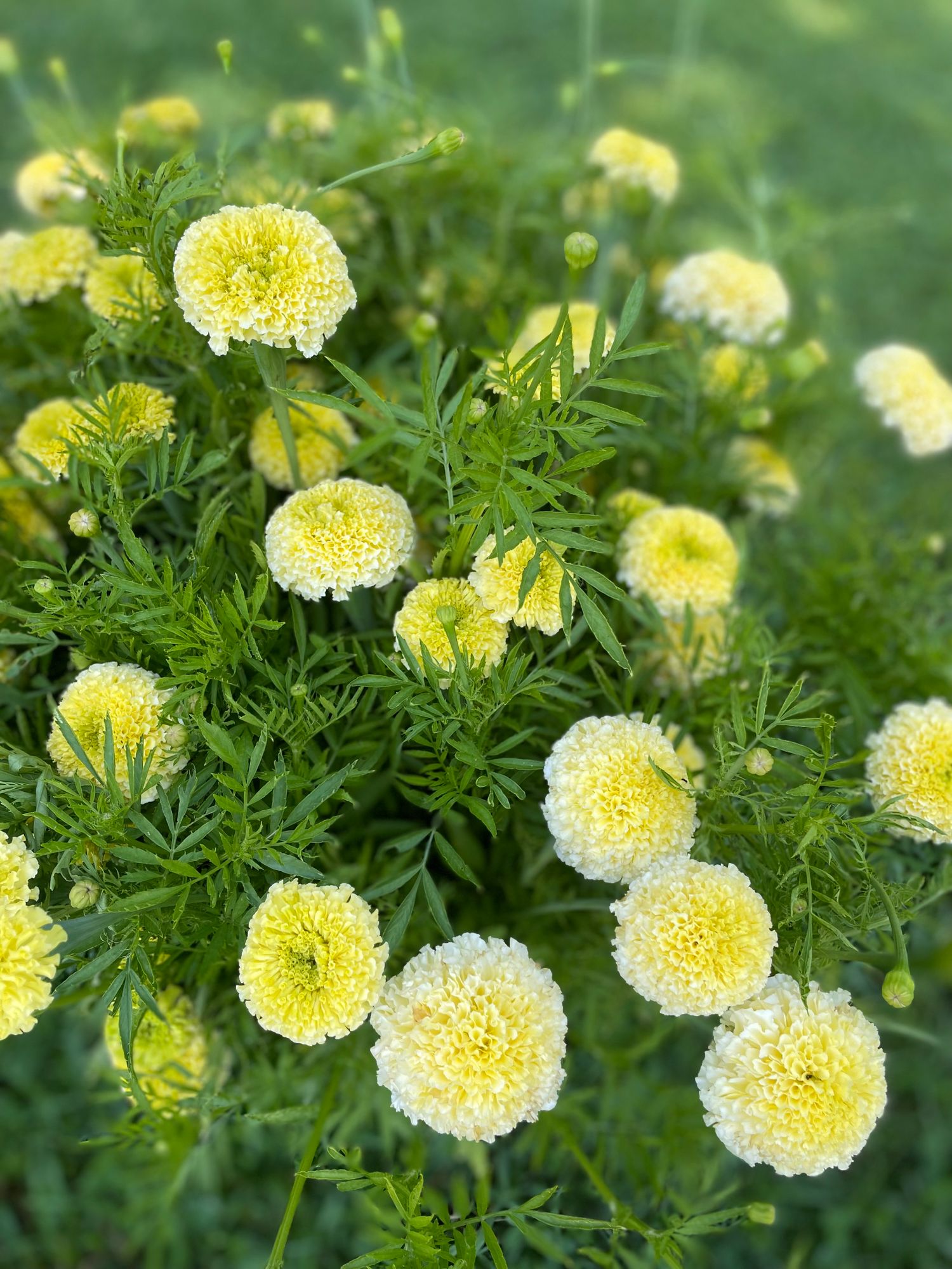 TAGETES erecta White Swan