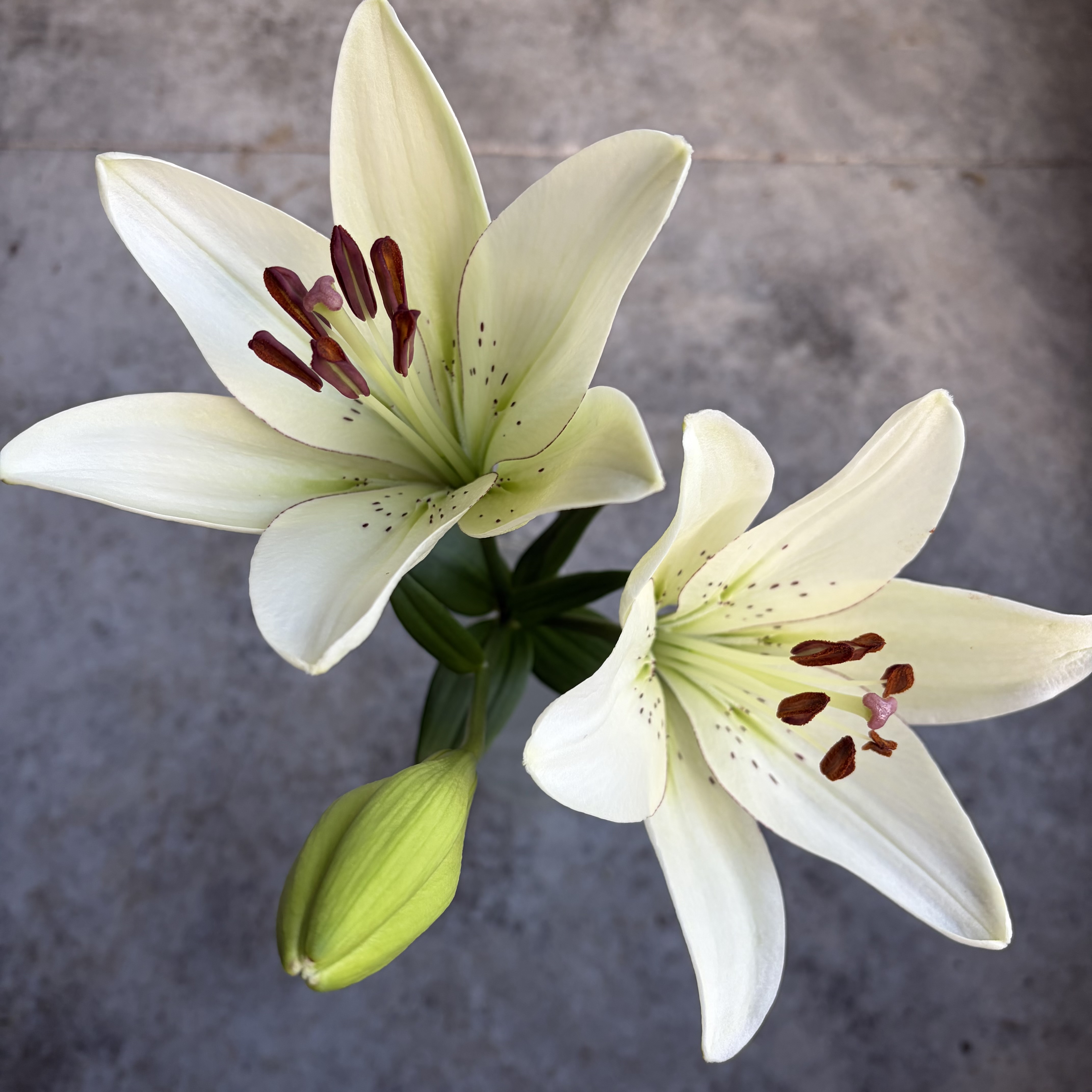 LILIUM longiflorum x asiatic Eyeliner