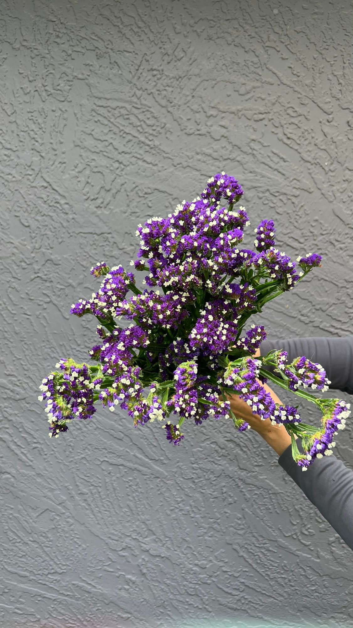 LIMONIUM sinuatum