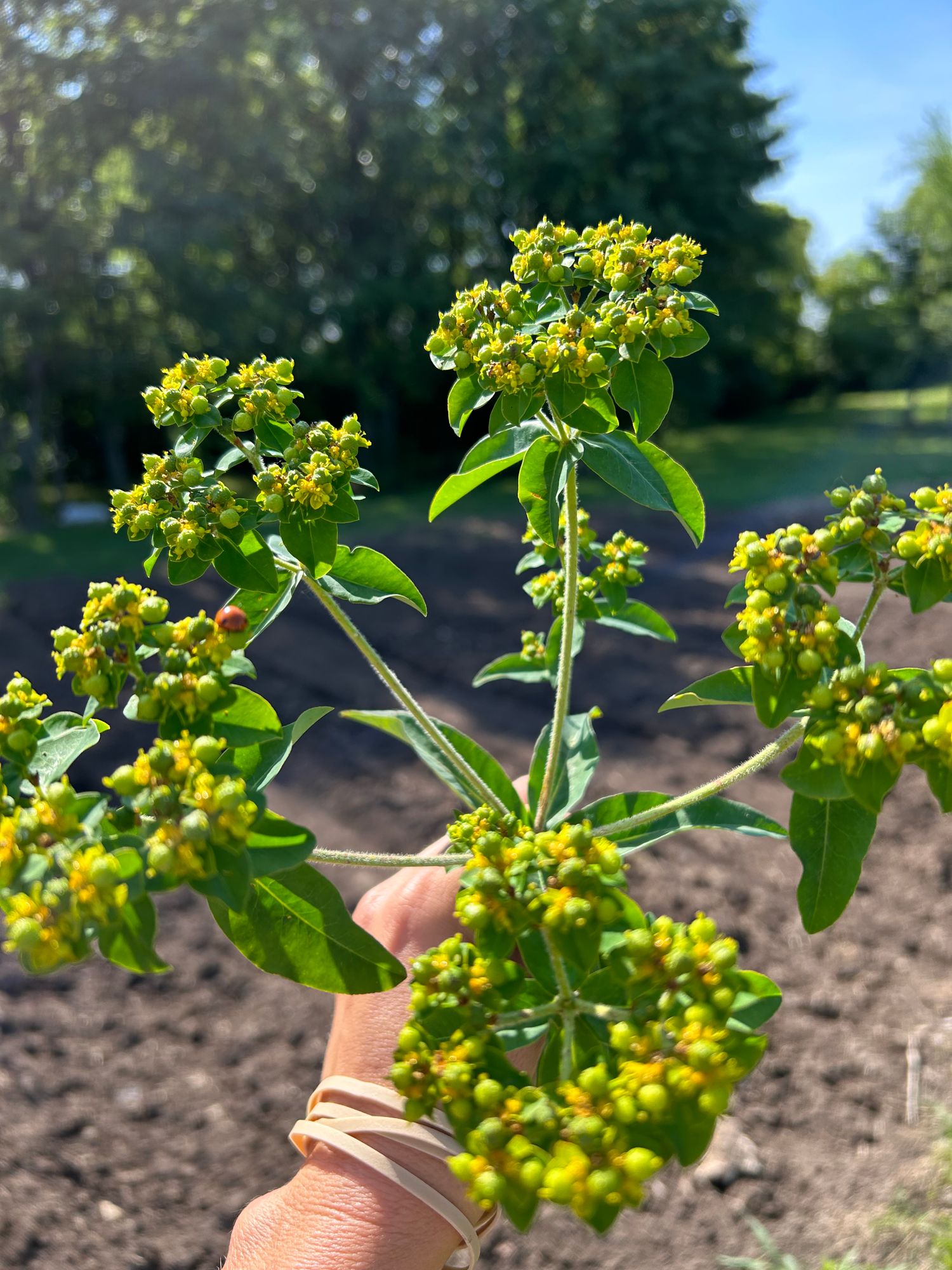 EUPHORBIA oblongata